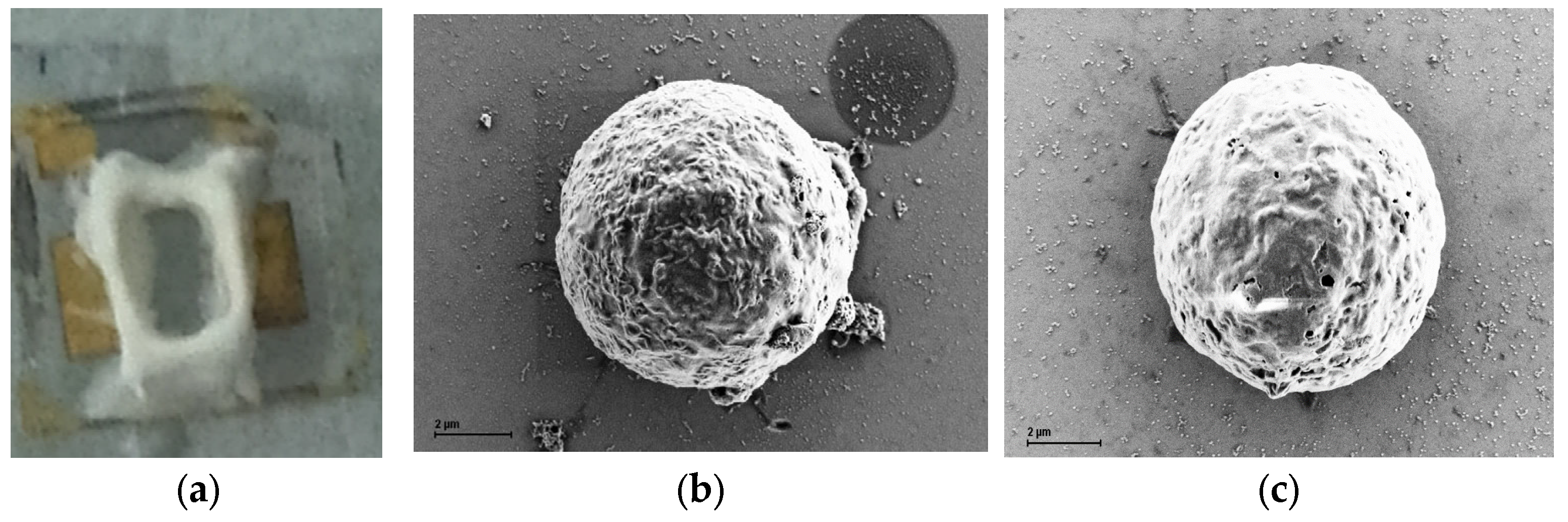 Biosensors 15 00125 g002