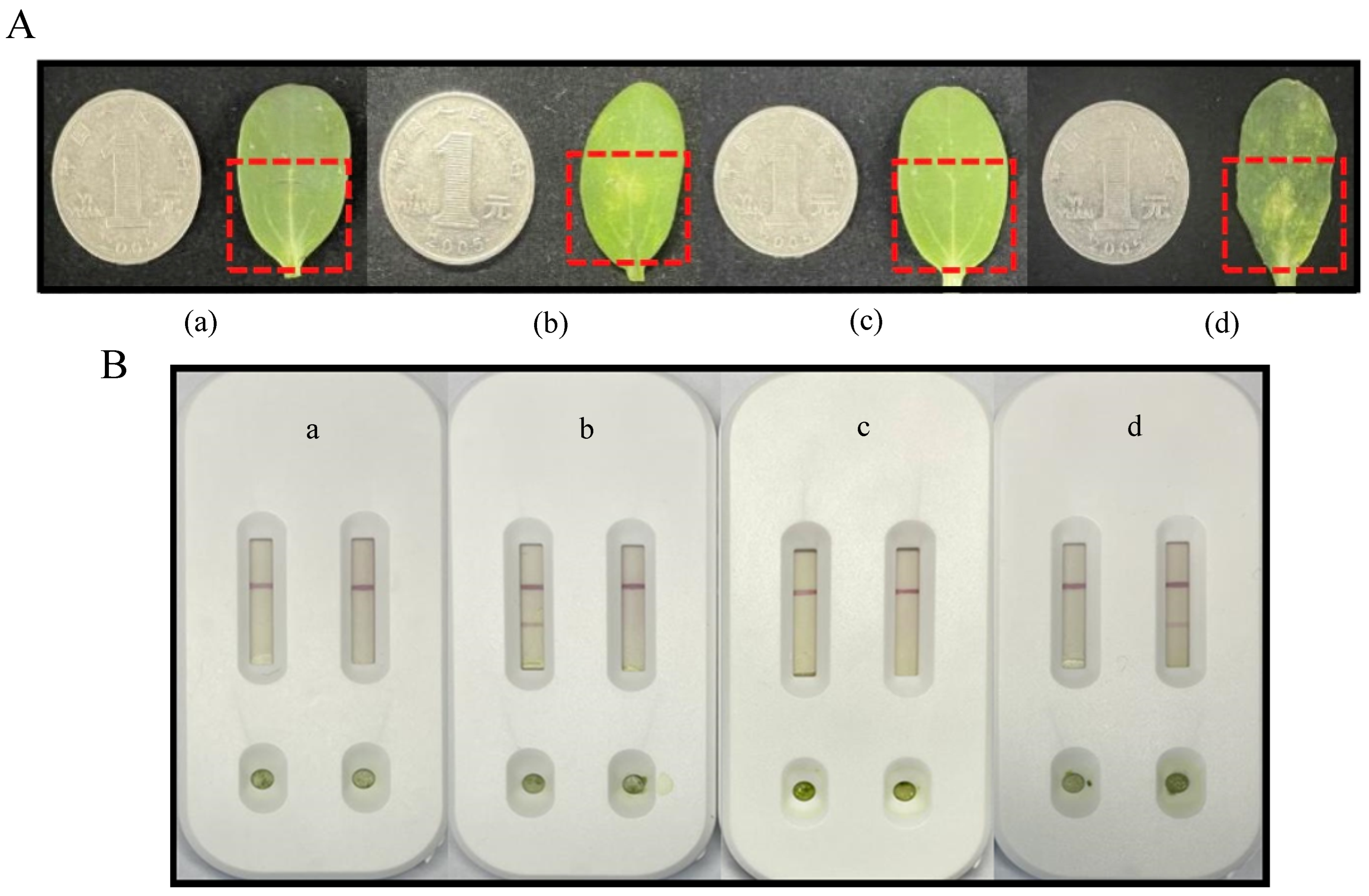 Biosensors 15 00133 g005