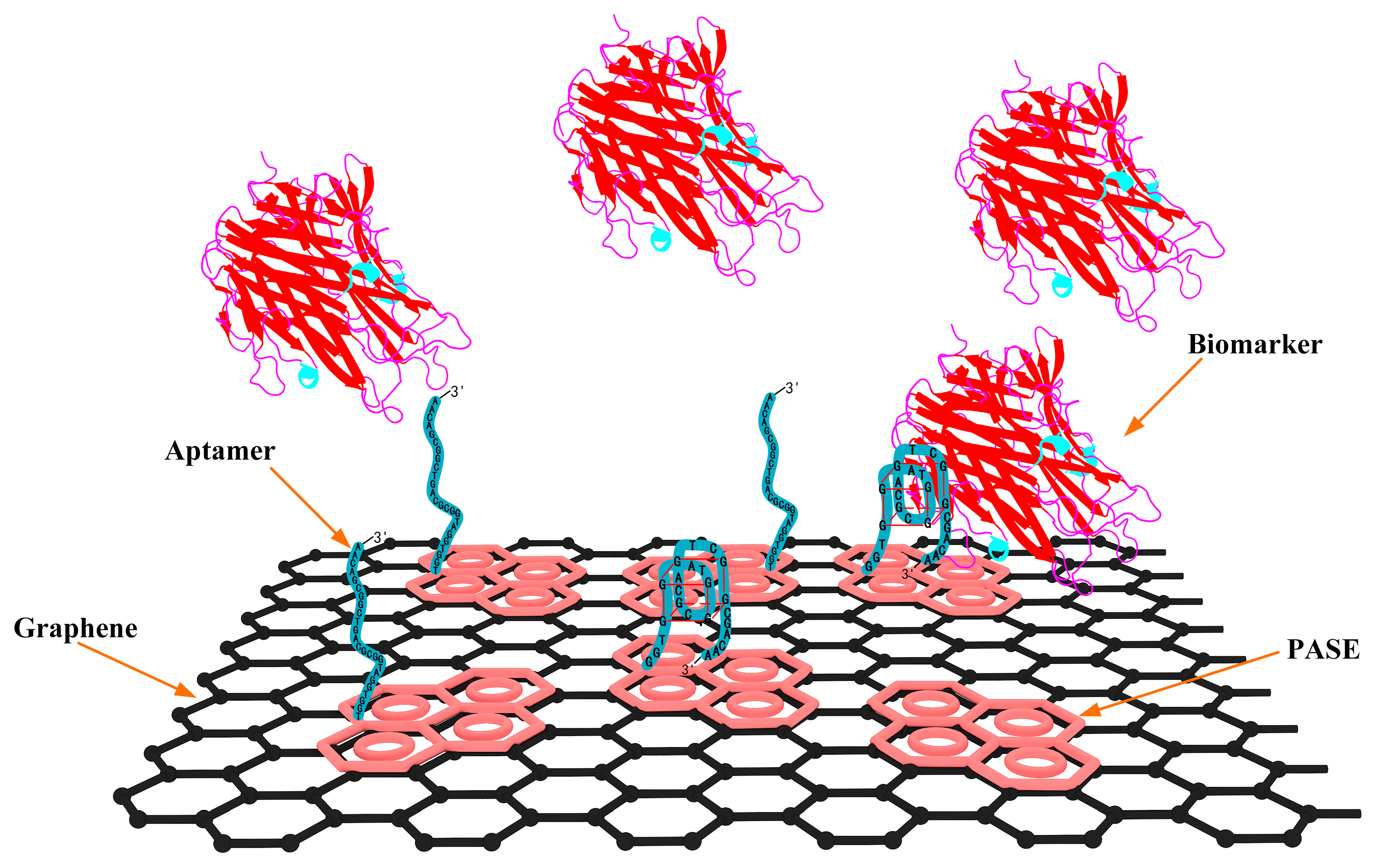 Biosensors 15 00138 g003