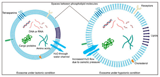 On the Feasibility of SERS-Based Monitoring of Drug Loading
