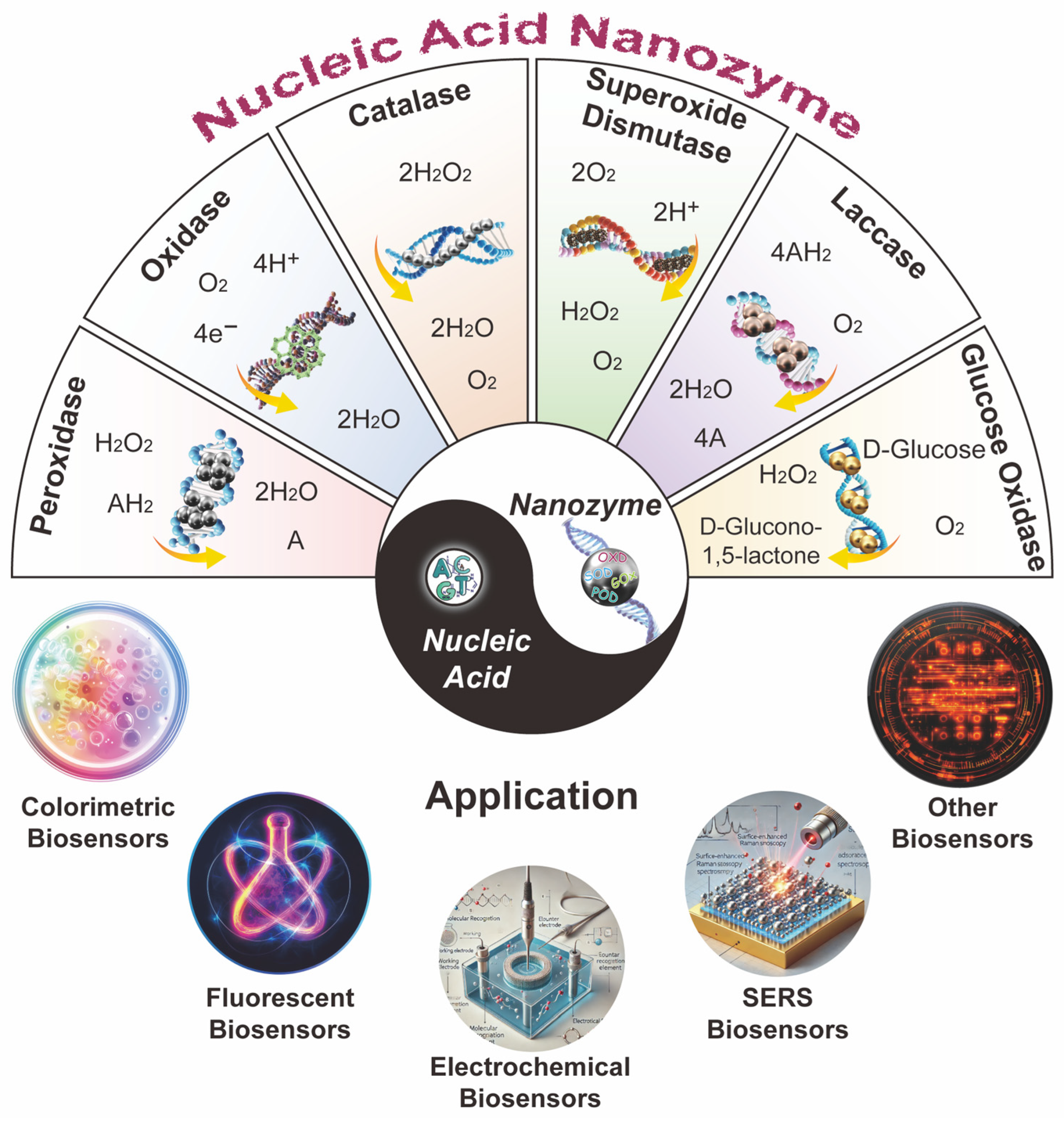 Exploring Nucleic Acid Nanozymes: A New Frontier in Biosensor Development Exploring Nucleic Acid Nanozymes: A New Frontier in Biosensor Development