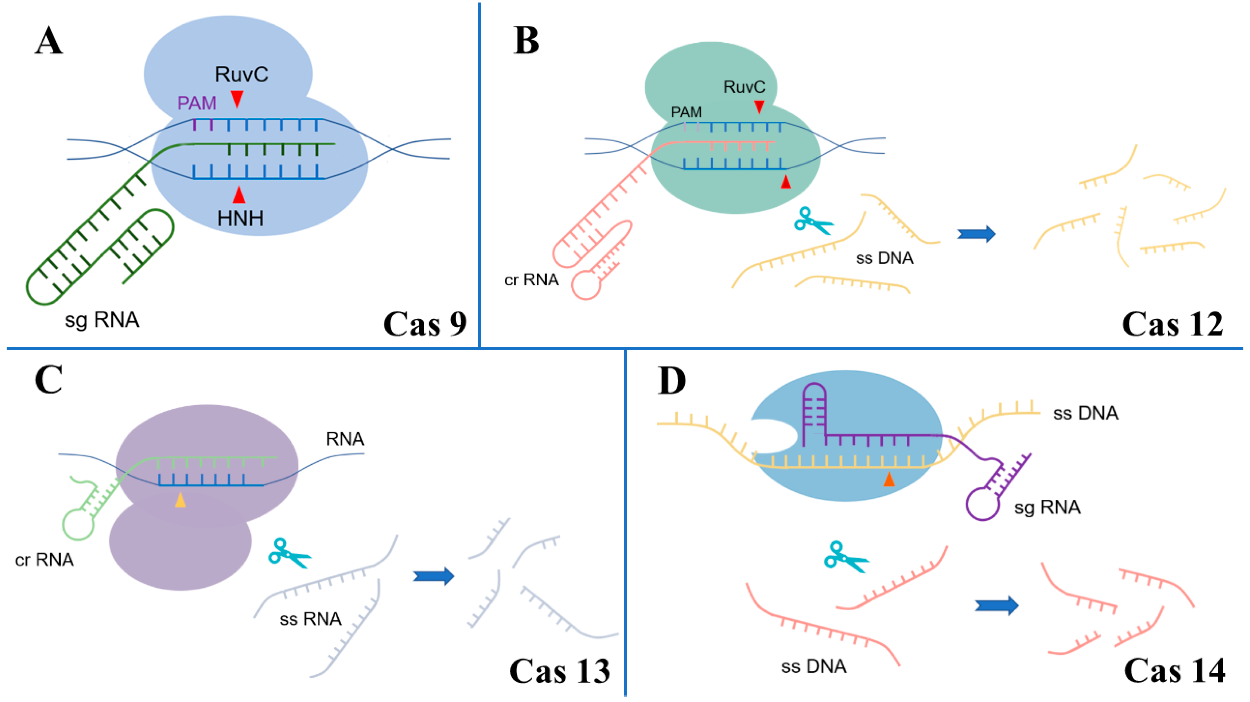 Biosensors 15 00155 g001