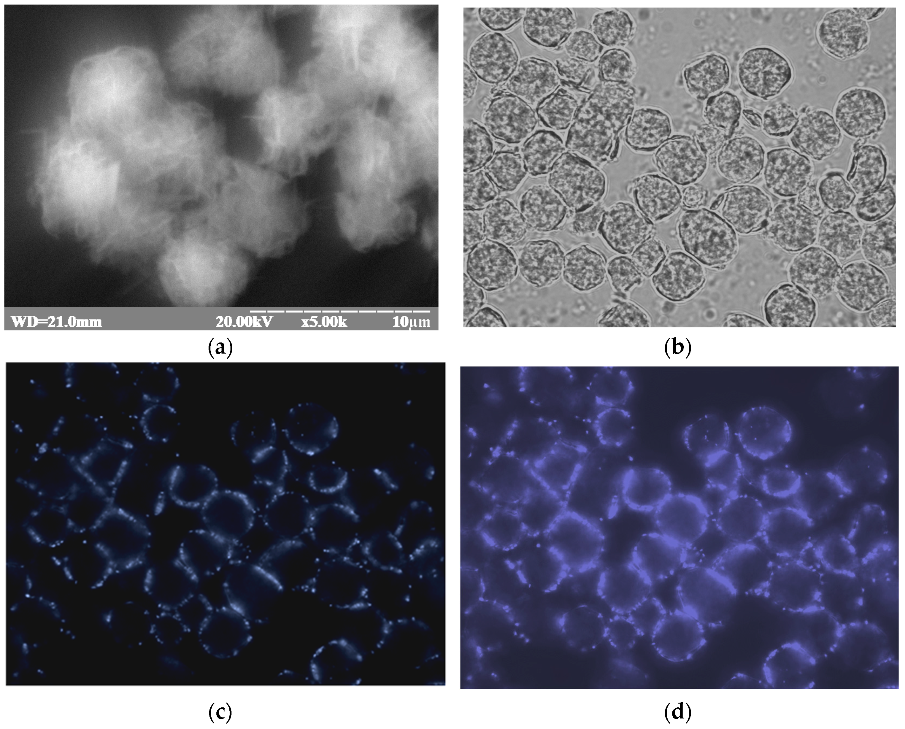 Biosensors 15 00157 g010a