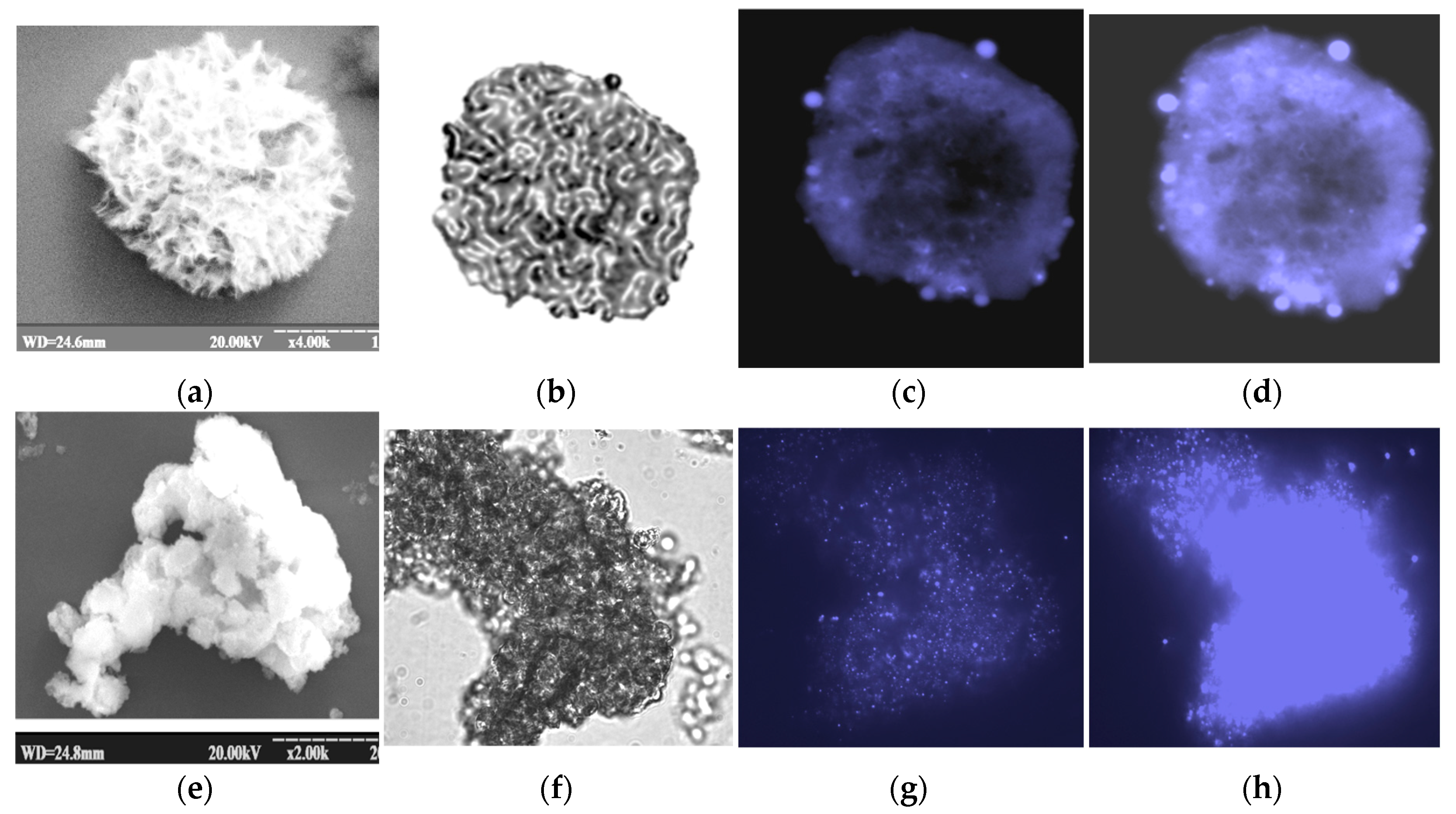 Biosensors 15 00157 g011