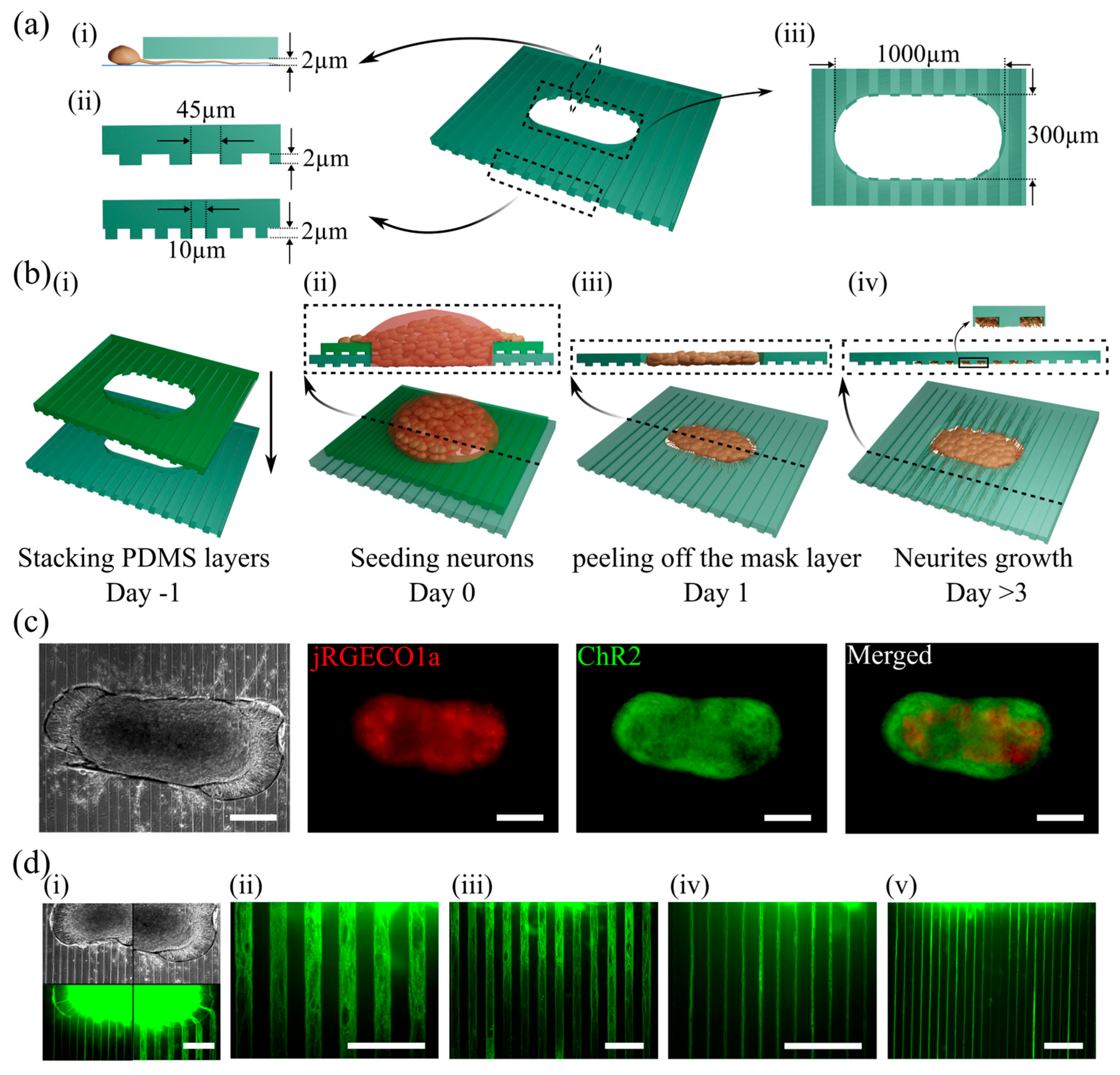 Biosensors 15 00179 g001