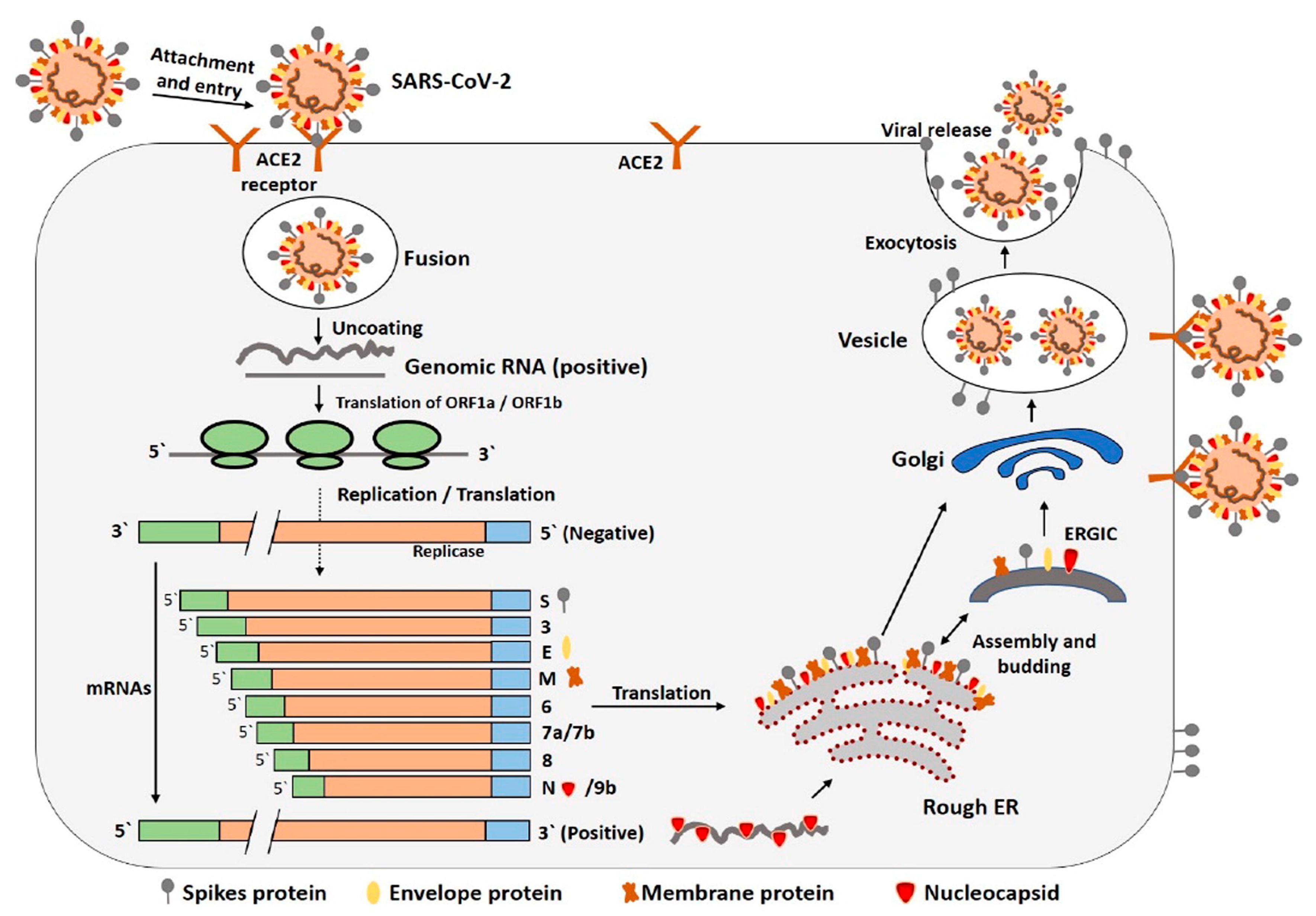 Biosensors 15 00198 g003