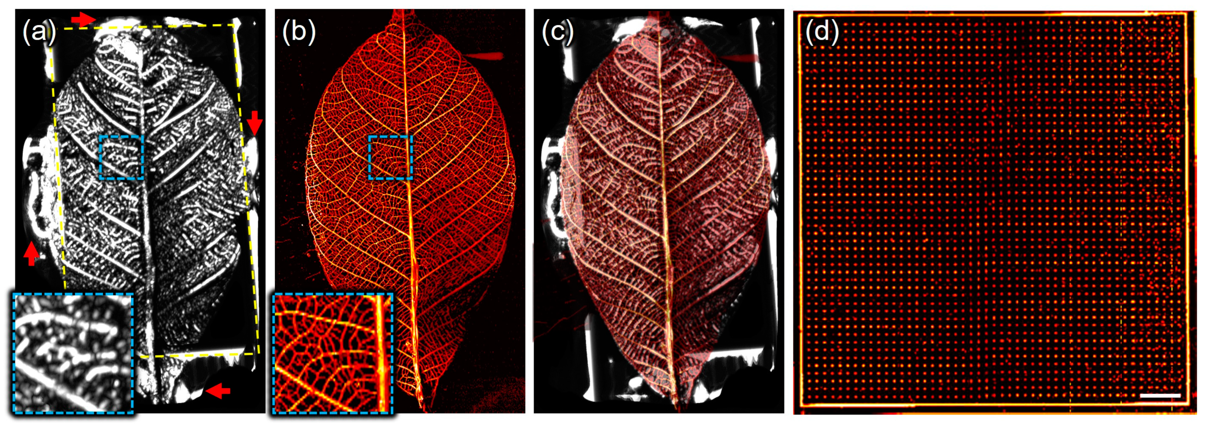 Biosensors 15 00200 g003