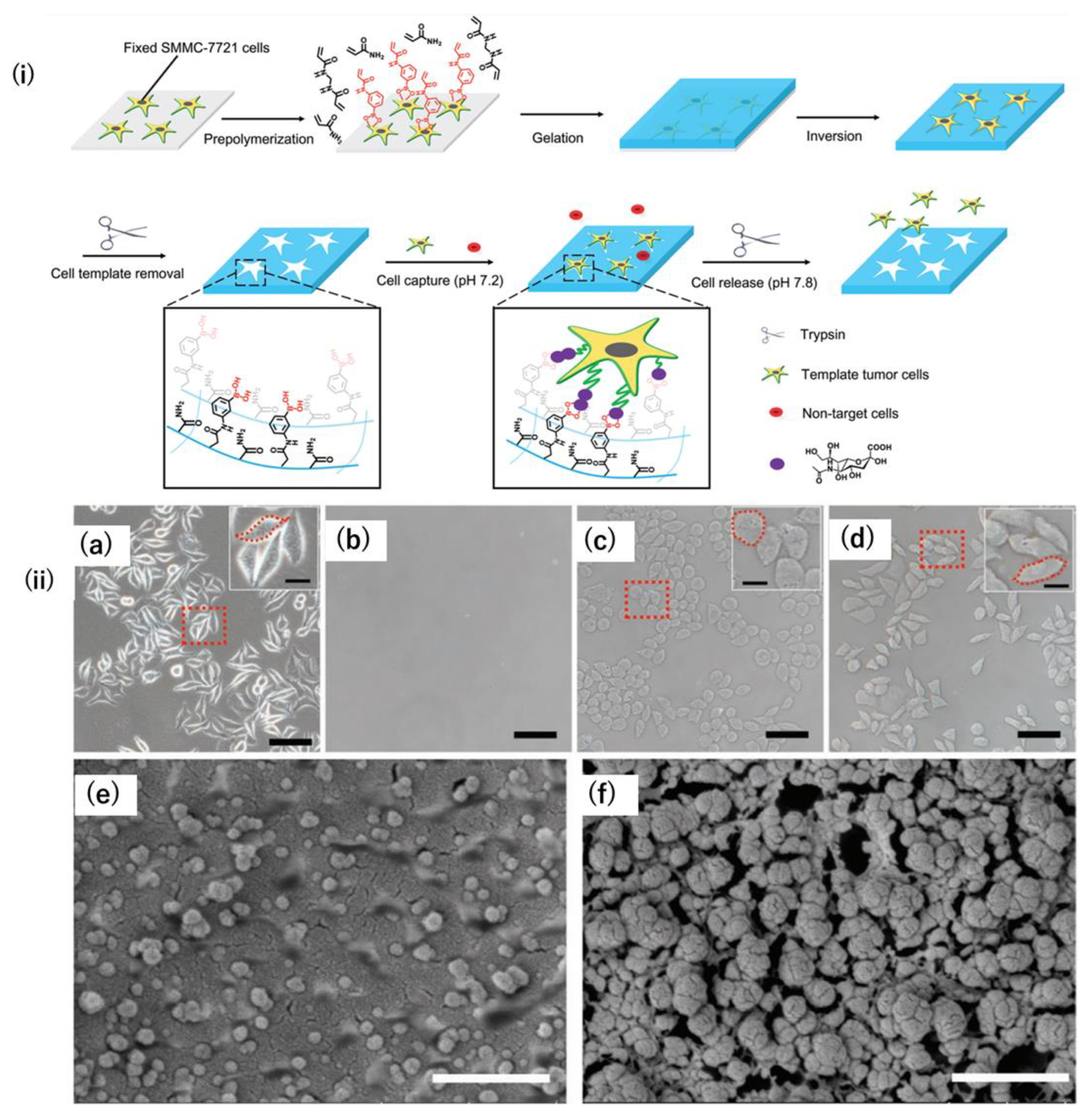 Biosensors 15 00203 g007 Biosensors 15 00203 g007