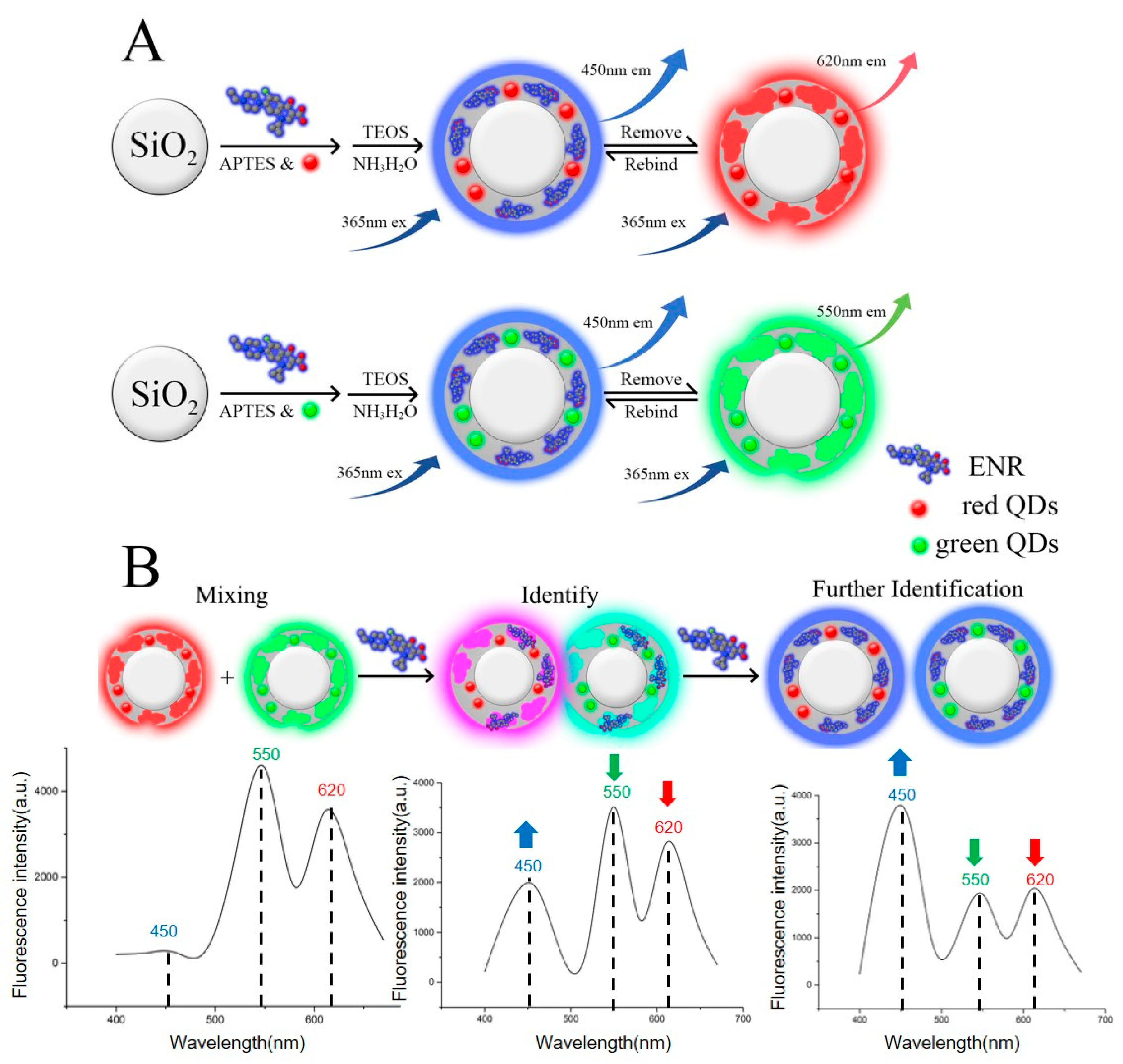 Biosensors 15 00226 g001