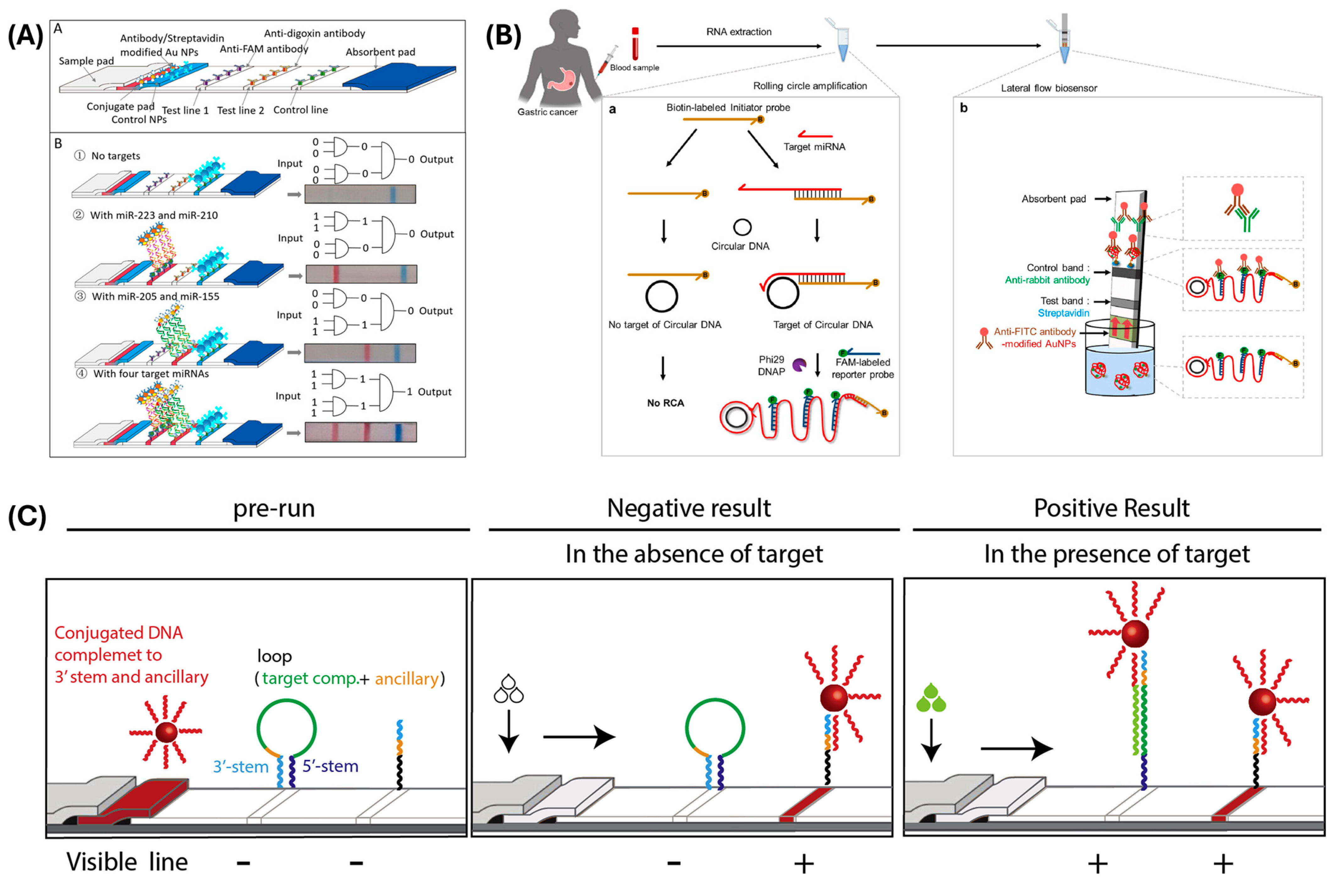 Biosensors 15 00238 g002