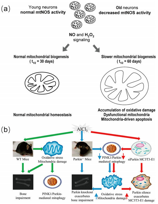 High-Resolution Tracking of Aging-Related Small Molecules
