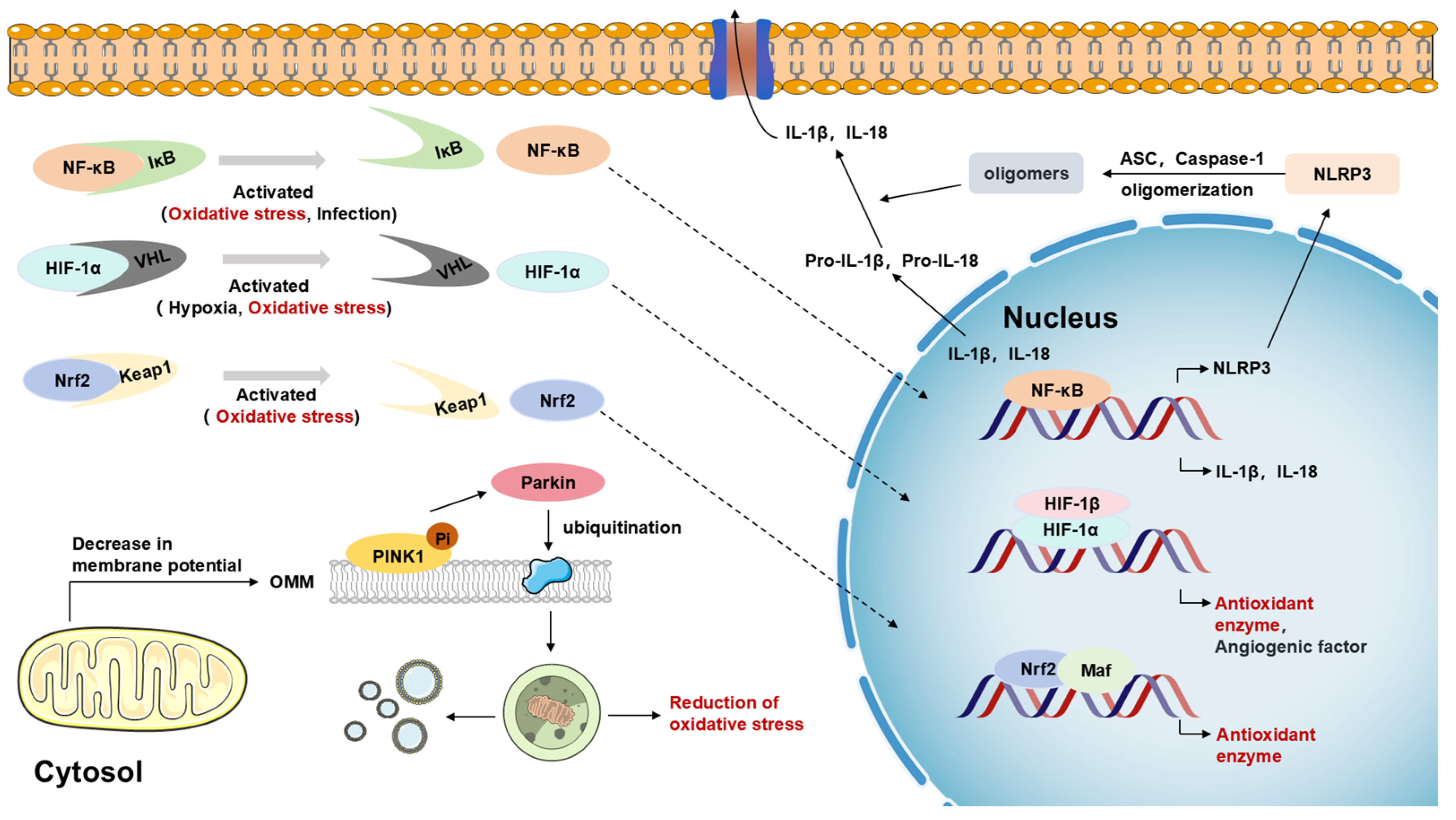 Biosensors 15 00242 g006