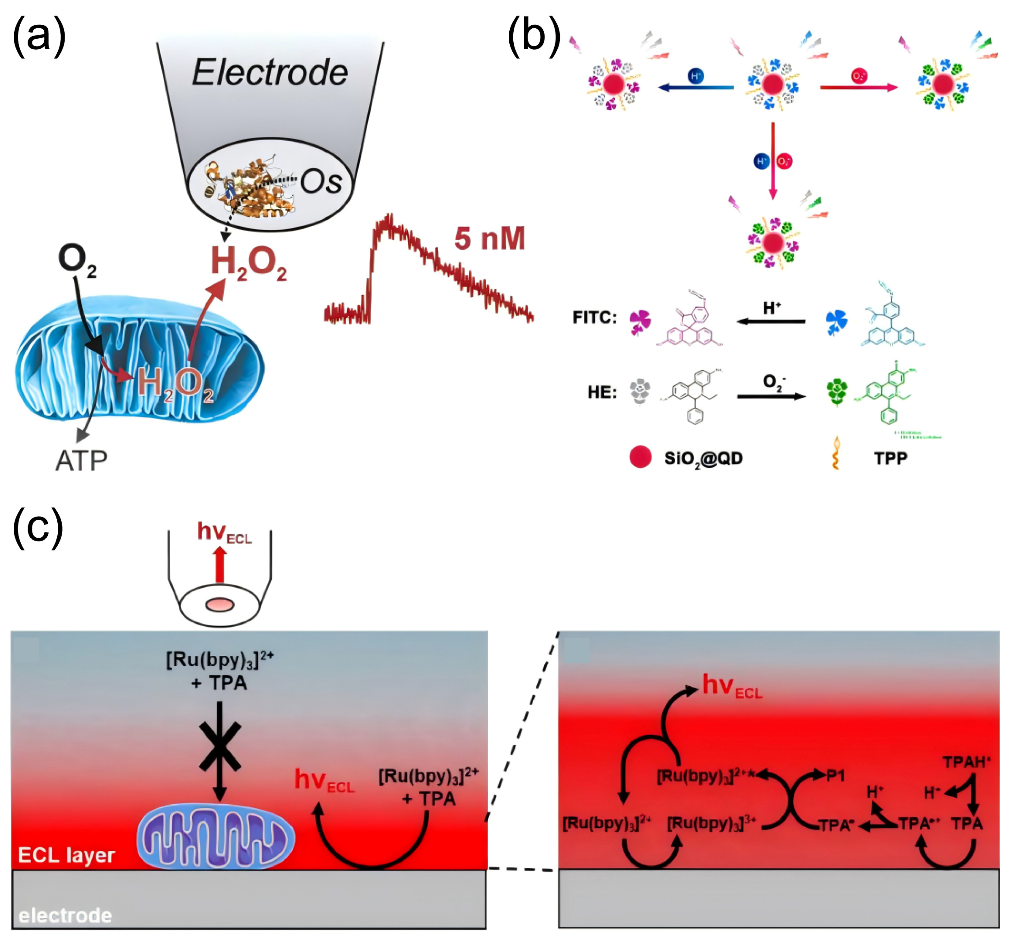 Biosensors 15 00242 g009