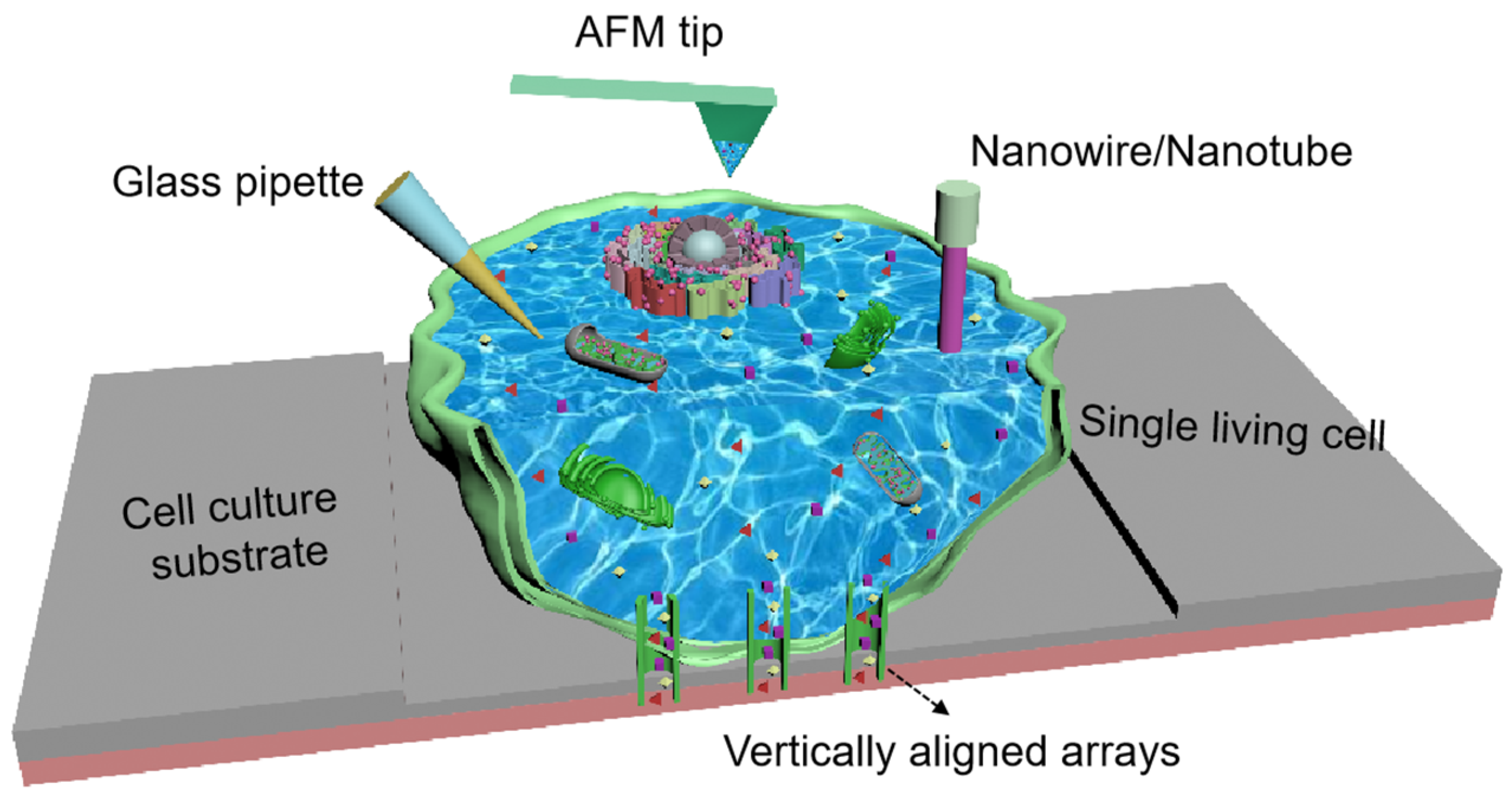 Biosensors 15 00244 g001