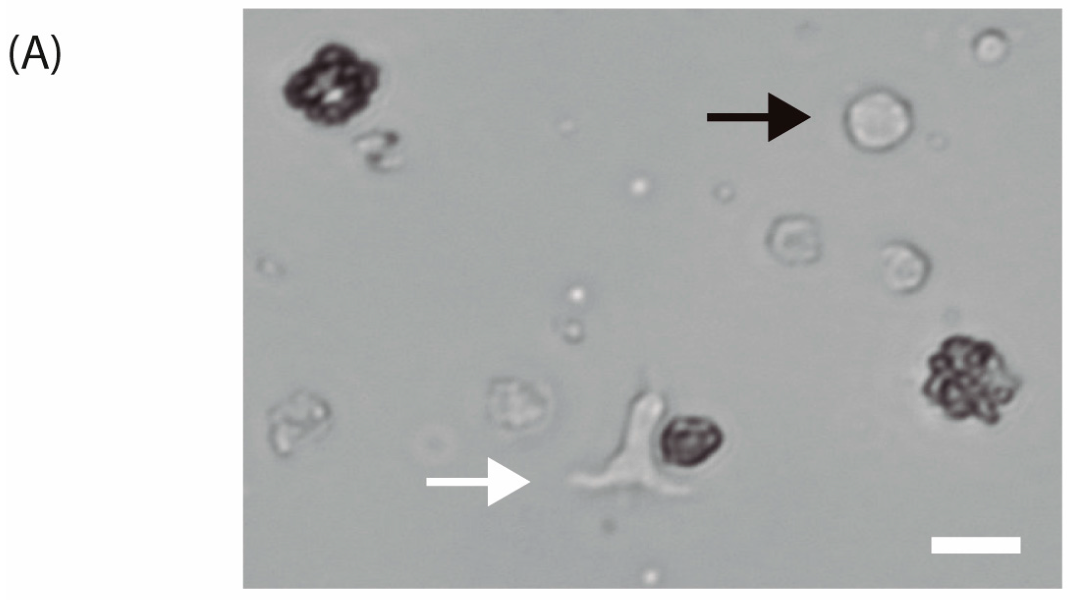 Biosensors 15 00270 g006a