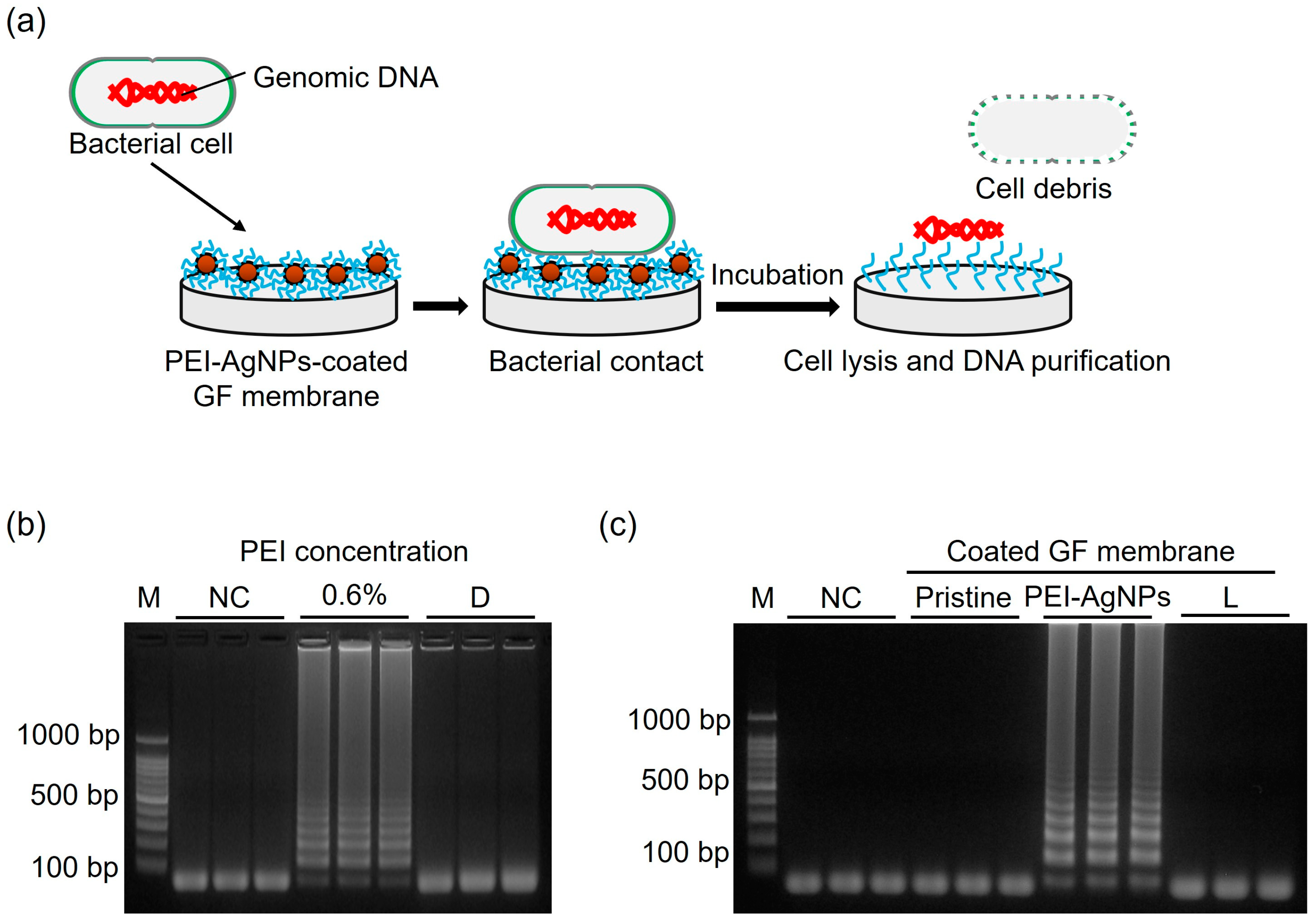 Biosensors 15 00271 g006