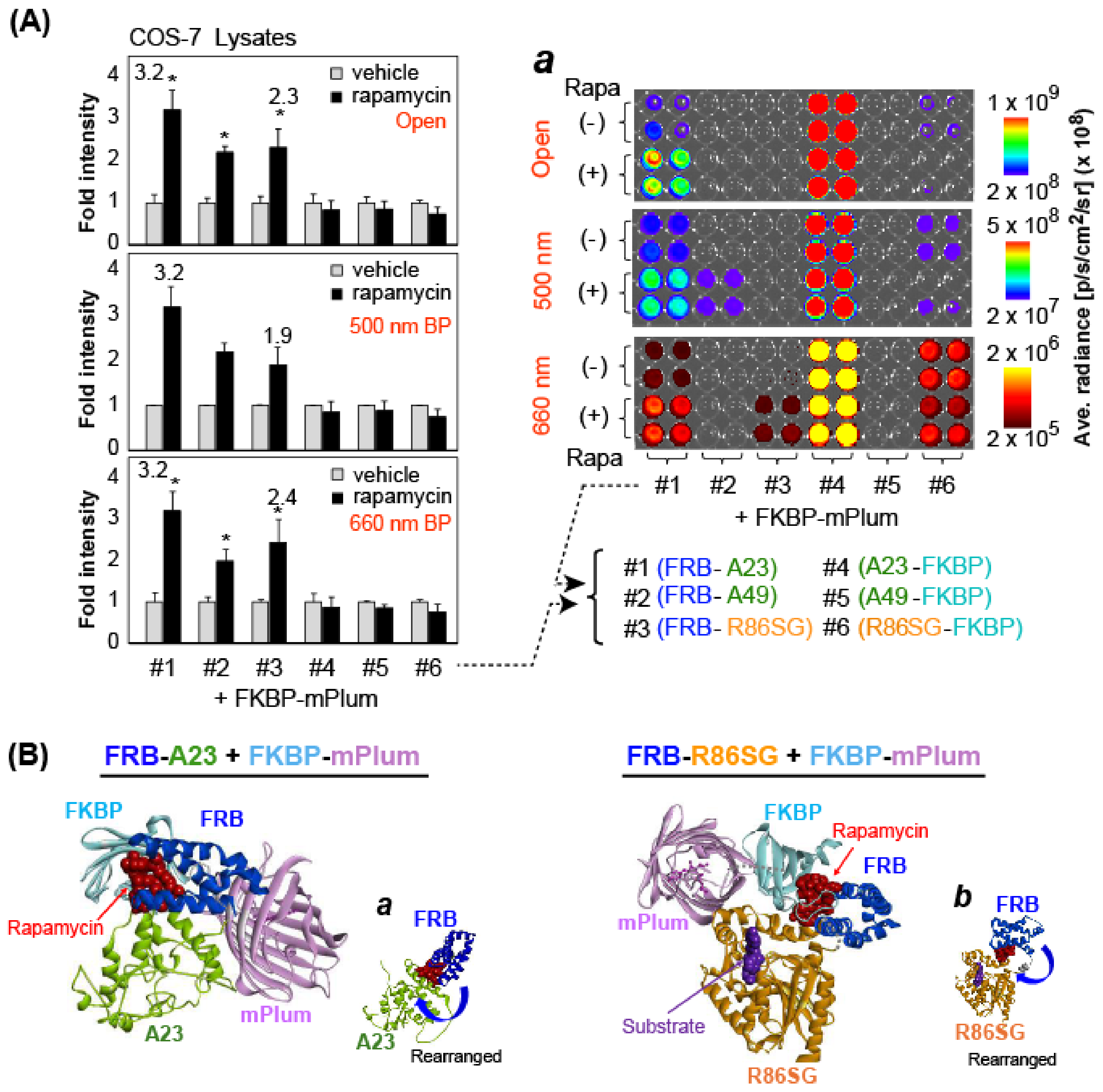 Biosensors 15 00299 g003