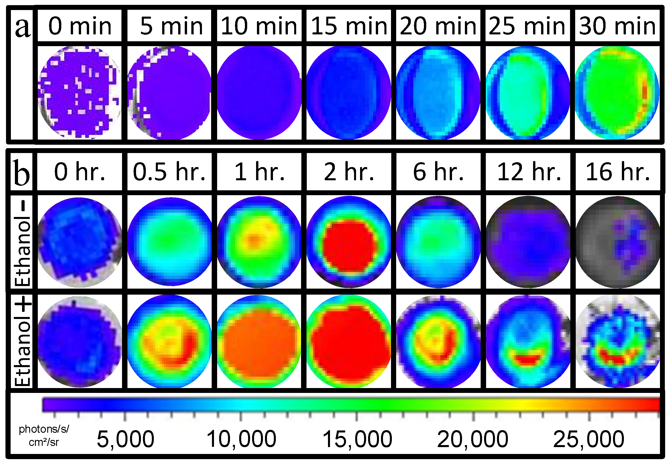 Biosensors 15 00300 g001