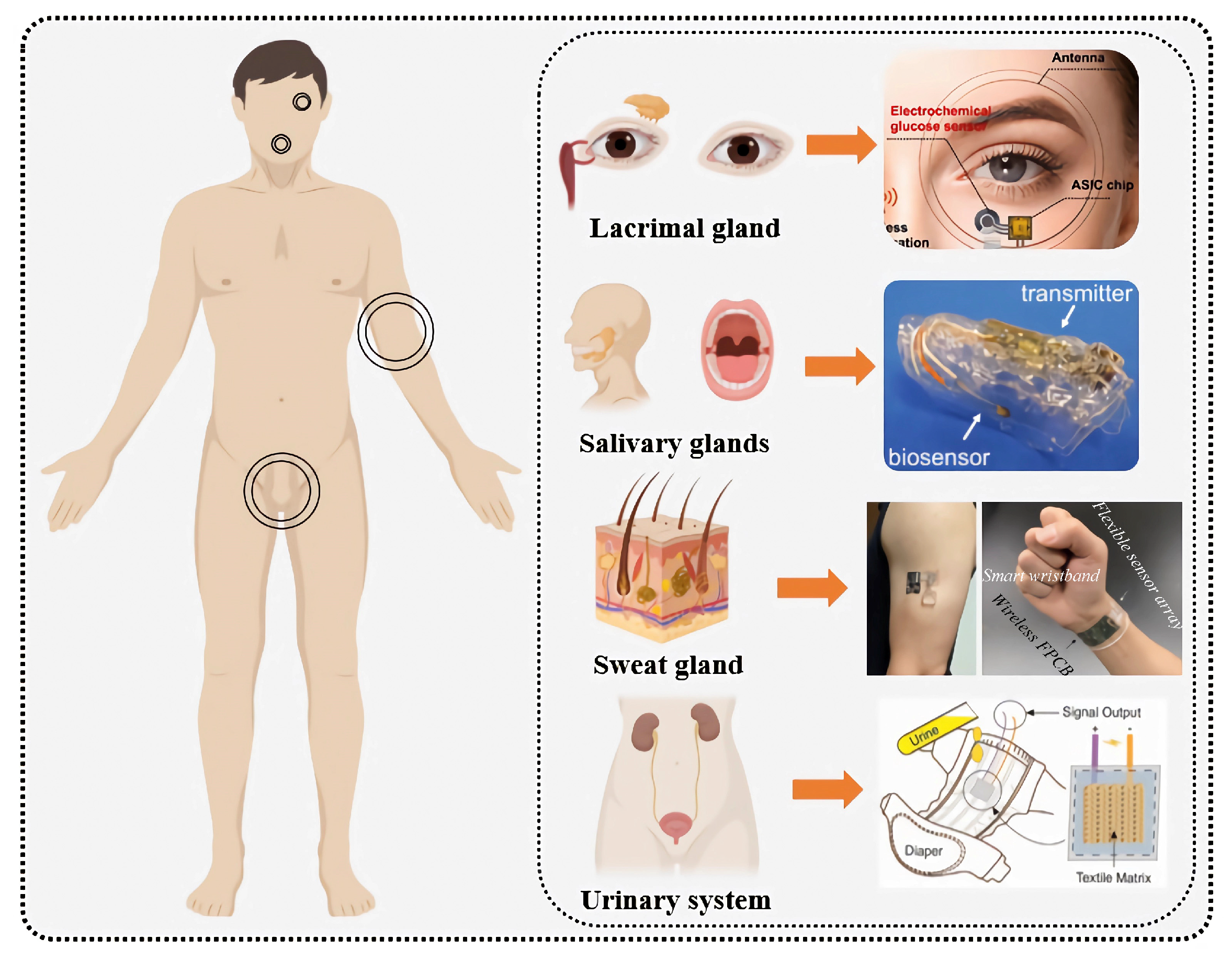 Biosensors 15 00309 g004