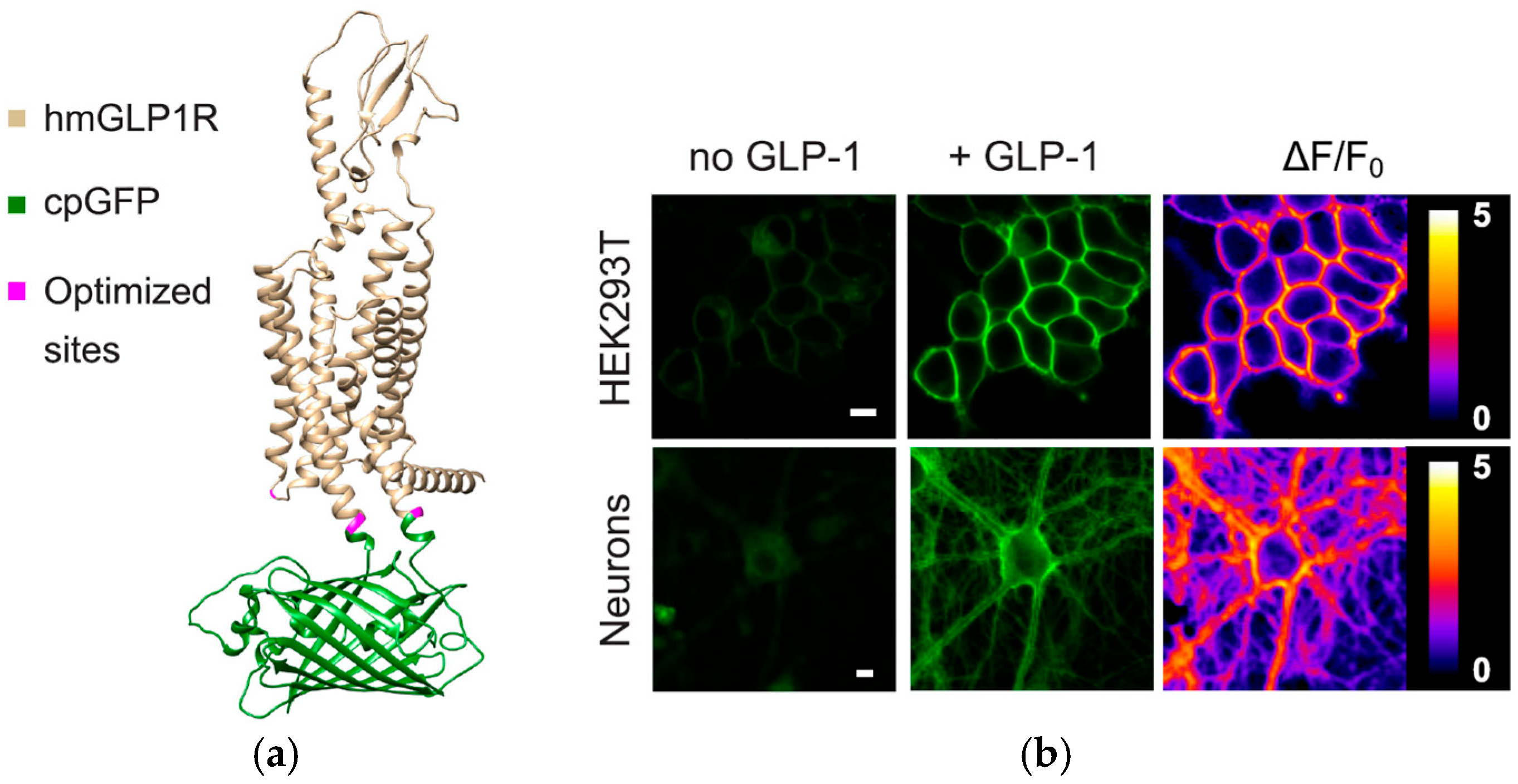 Biosensors 15 00312 g005