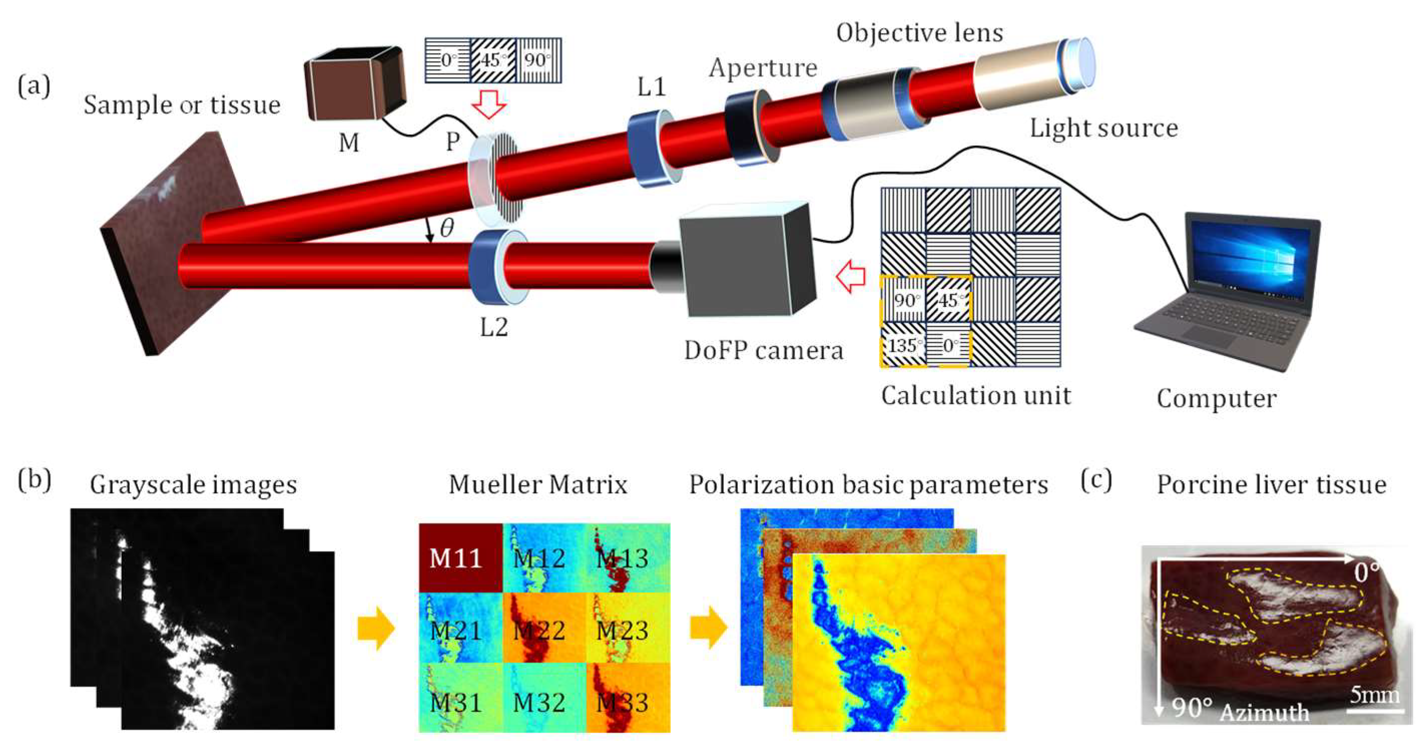 Biosensors 15 00333 g001