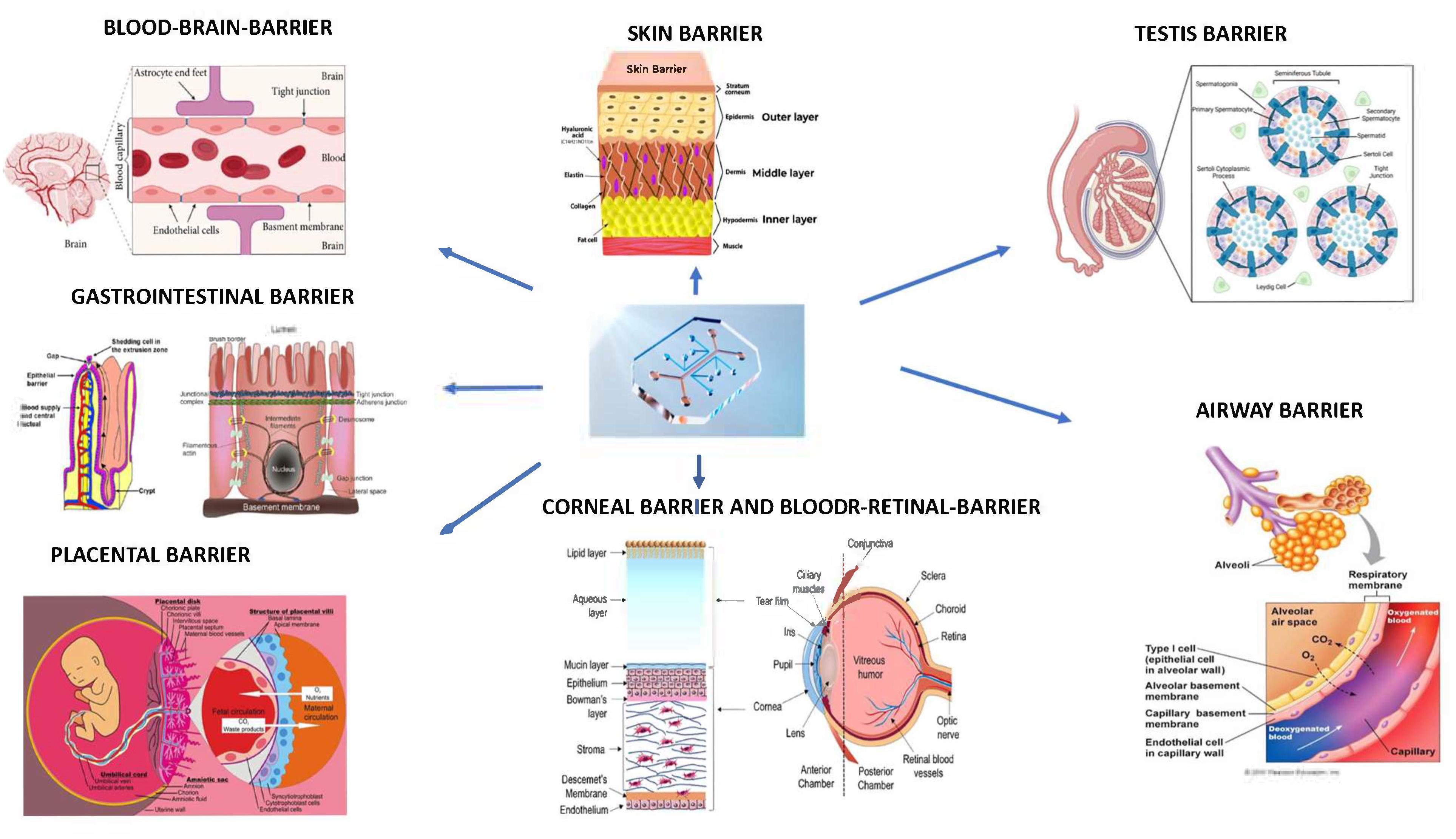 Biosensors 15 00338 g001