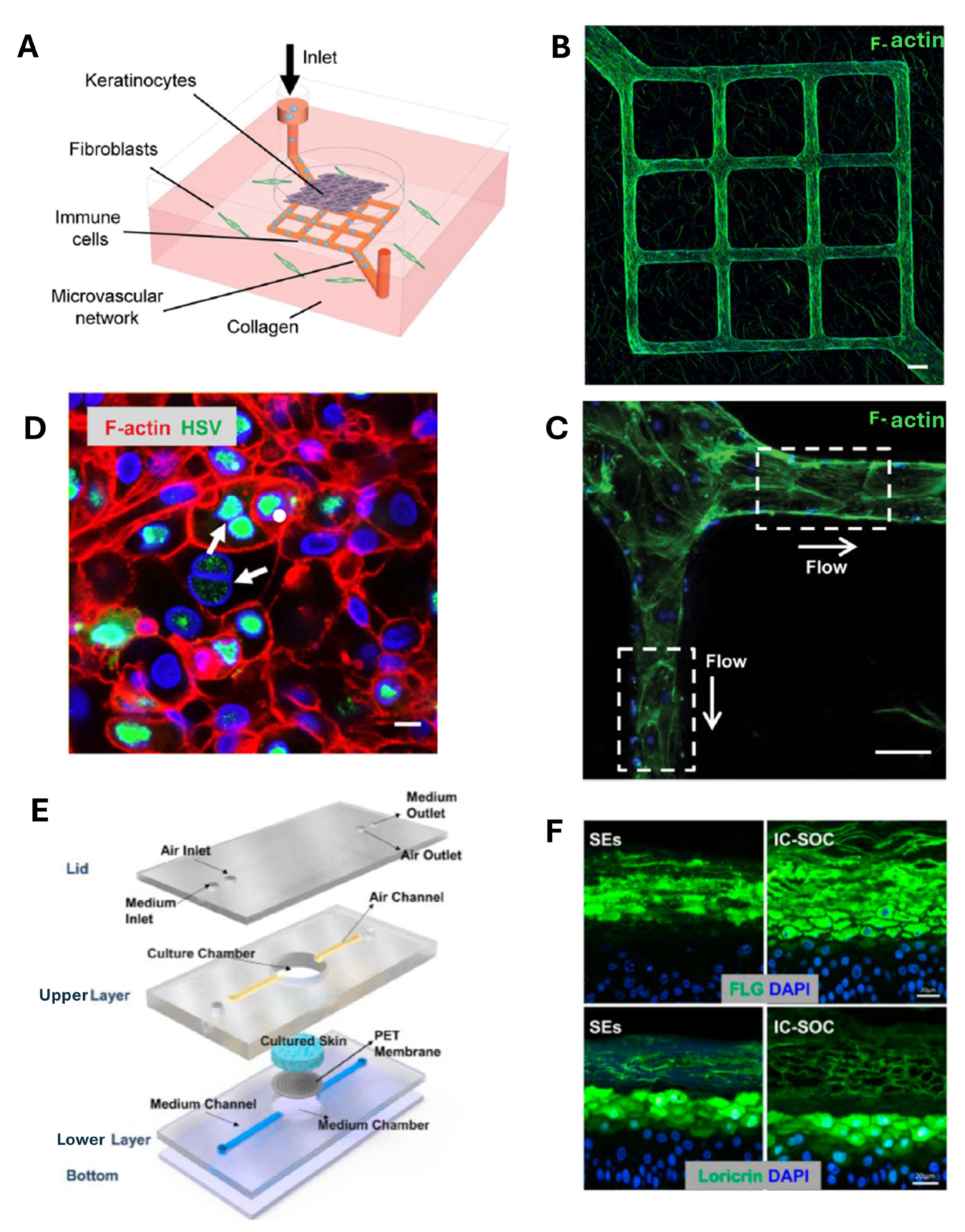 Biosensors 15 00338 g005
