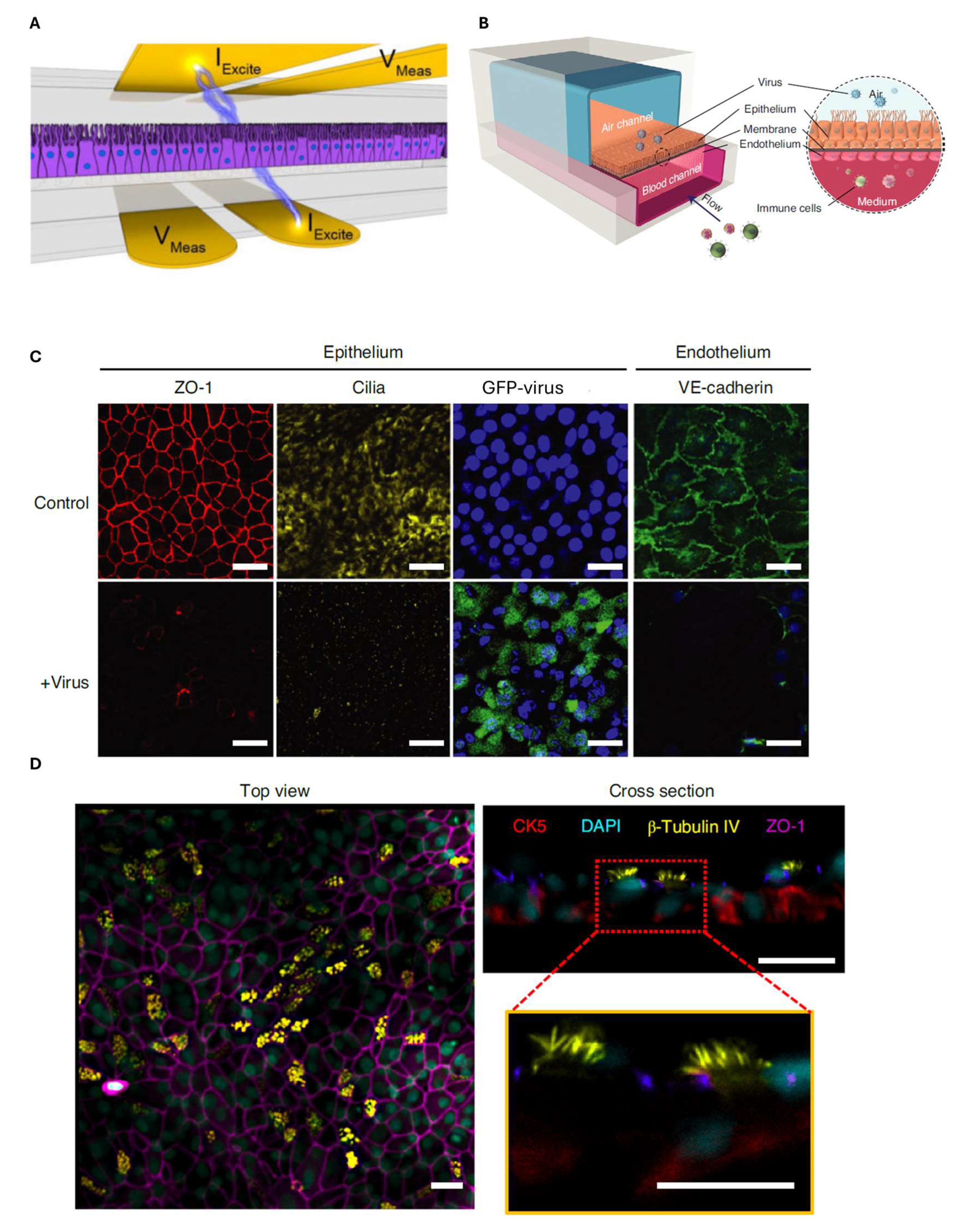 Biosensors 15 00338 g007
