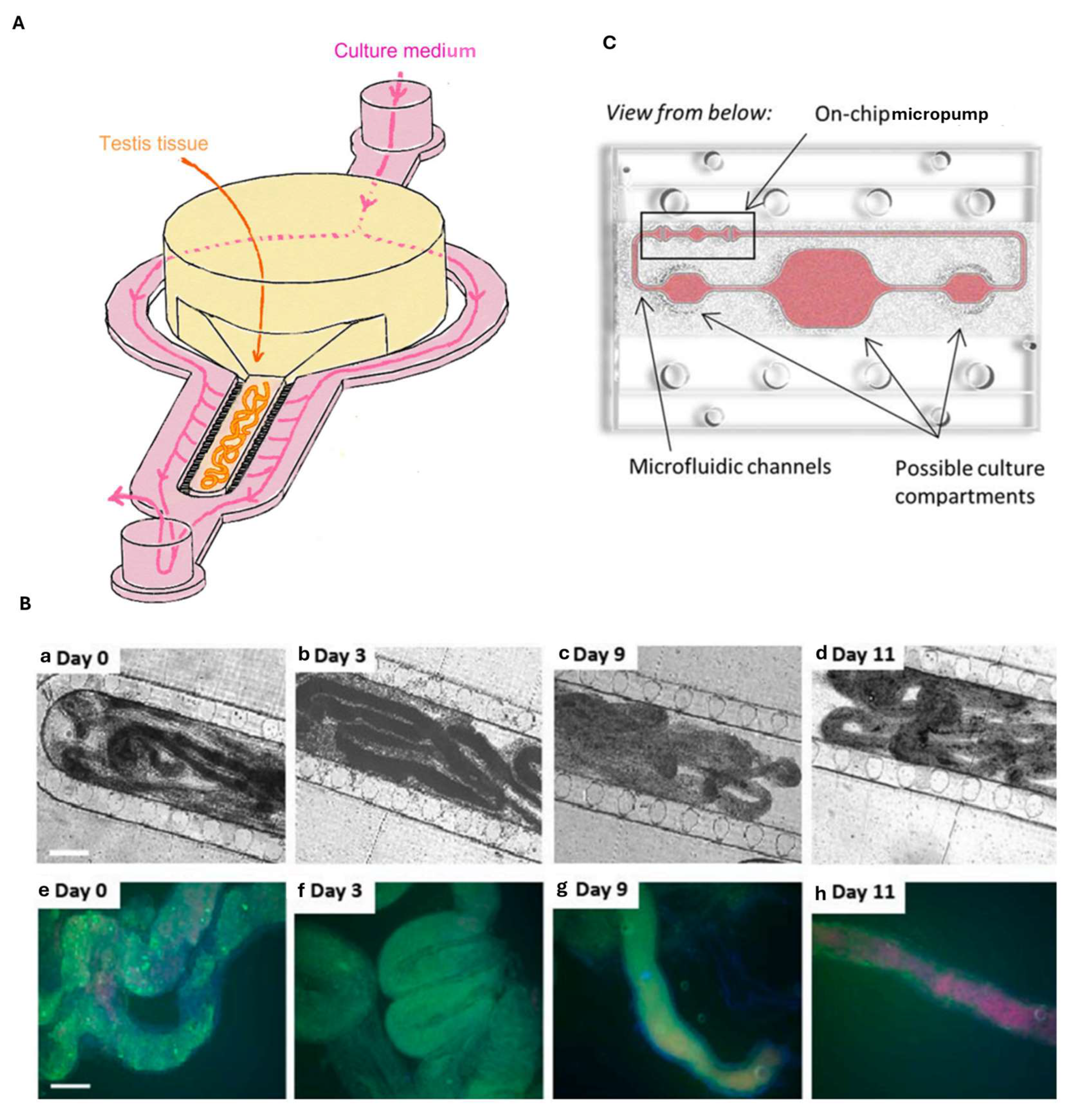 Biosensors 15 00338 g009