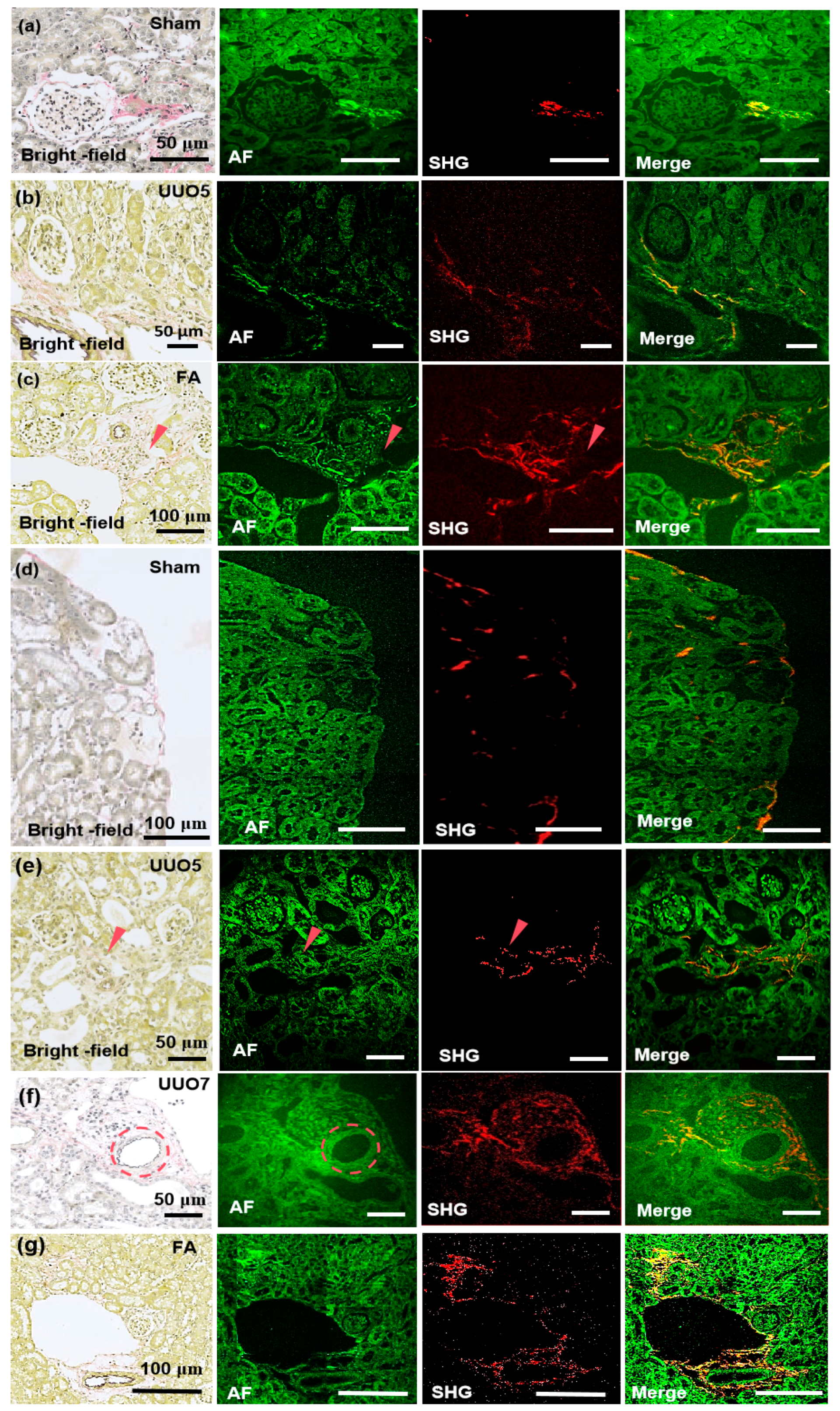 Biosensors 15 00357 g005