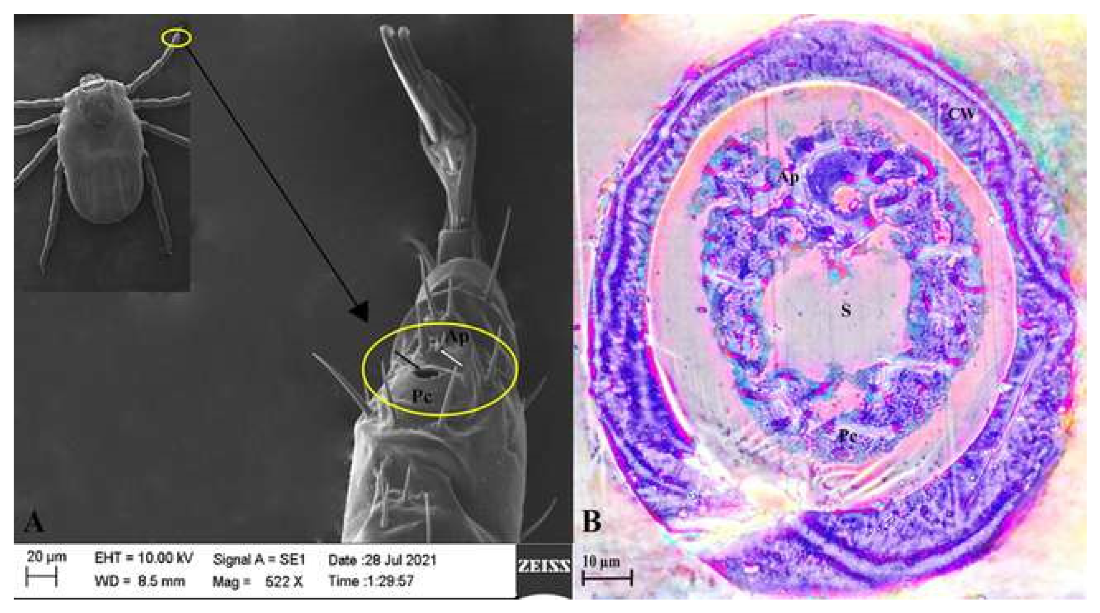 Biosensors 15 00358 g001