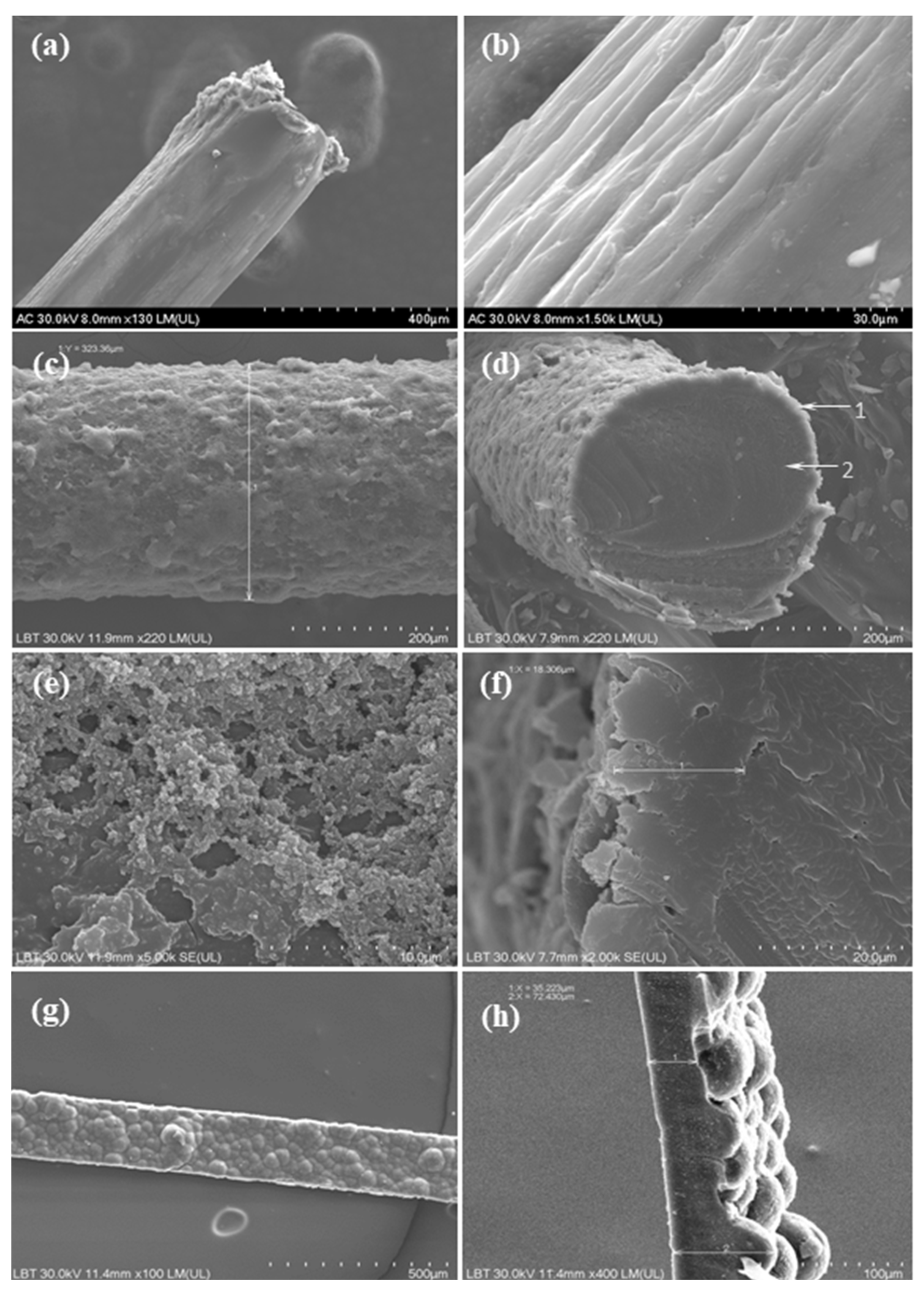 Biosensors 15 00366 g001