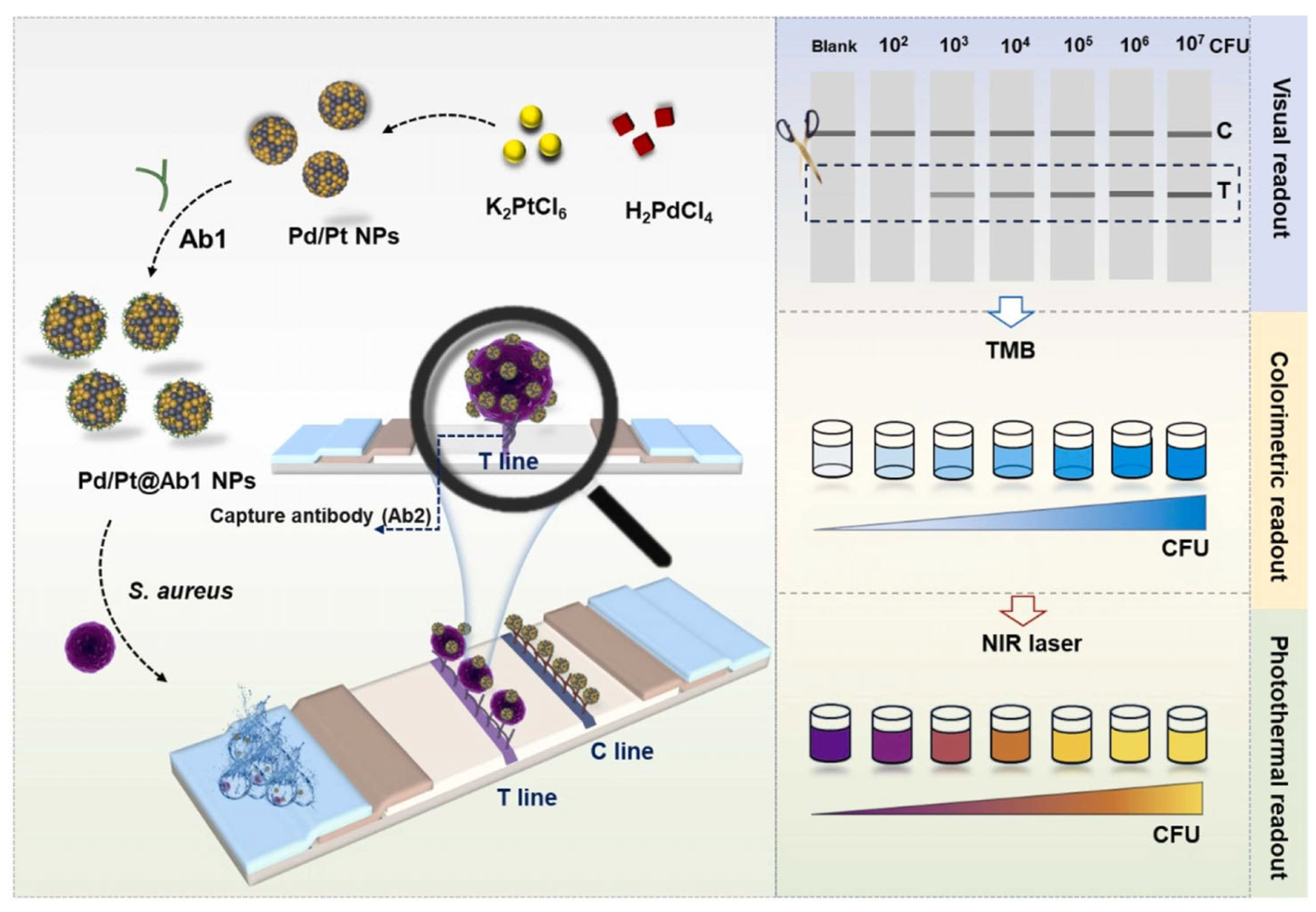 Biosensors 15 00375 g012