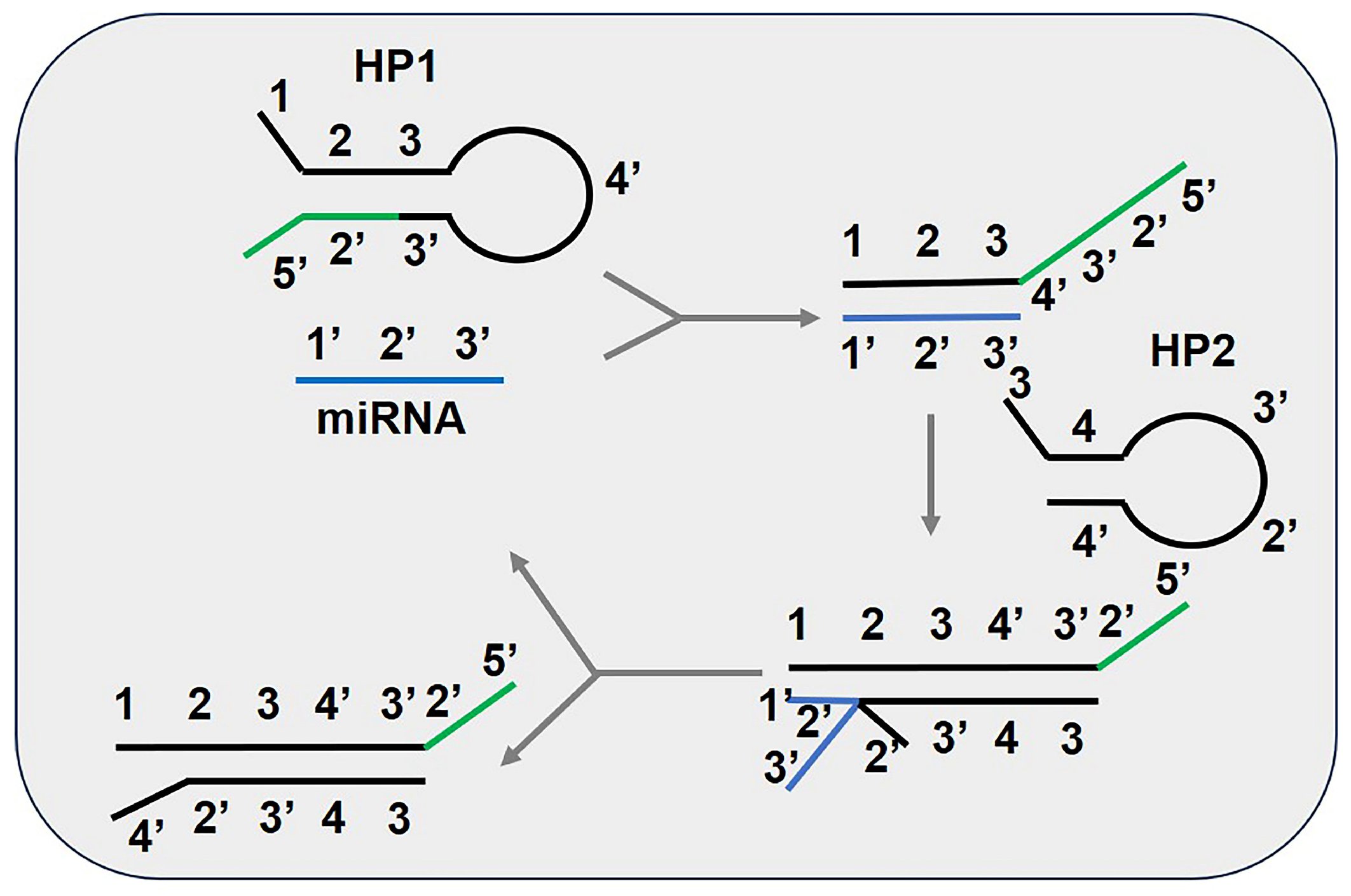 Biosensors 15 00395 g003