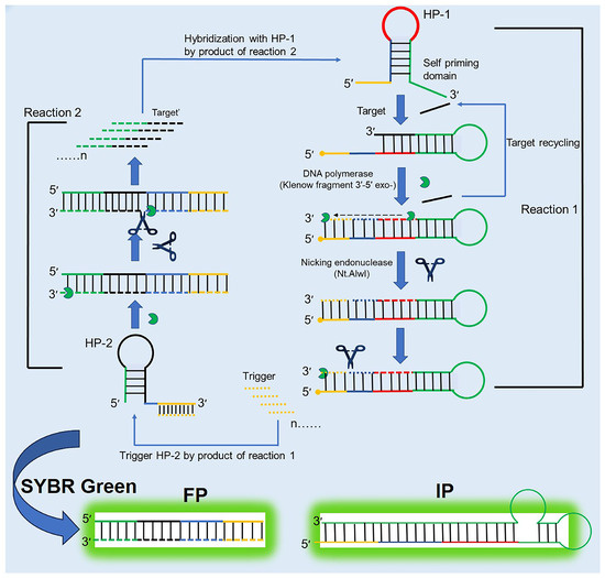 Advances in Research on Isothermal Signal Amplification