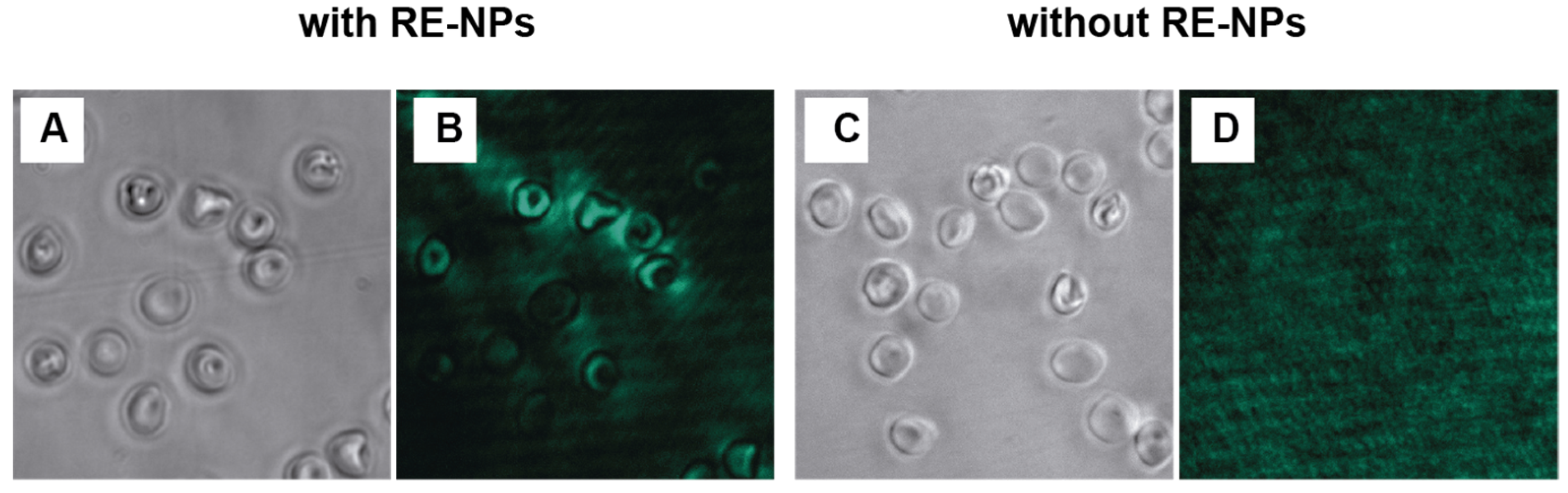 Biosensors 15 00396 g003