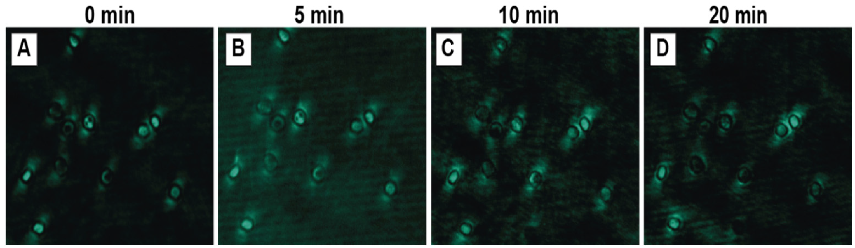 Biosensors 15 00396 g008