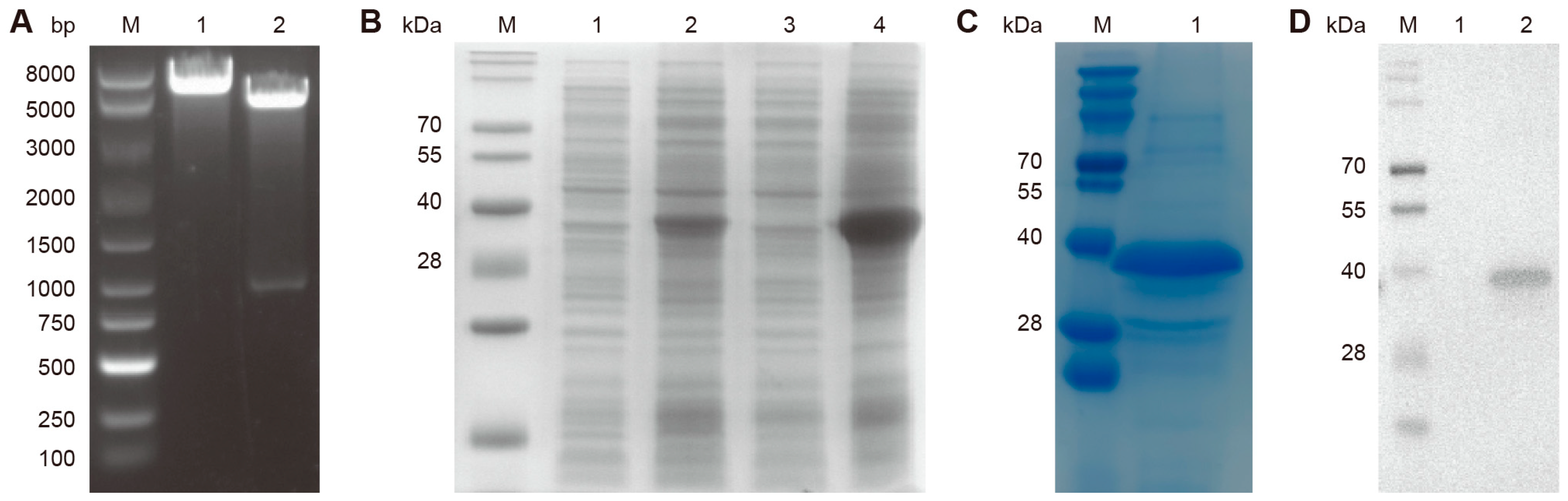 Biosensors 15 00432 g001 Biosensors 15 00432 g001