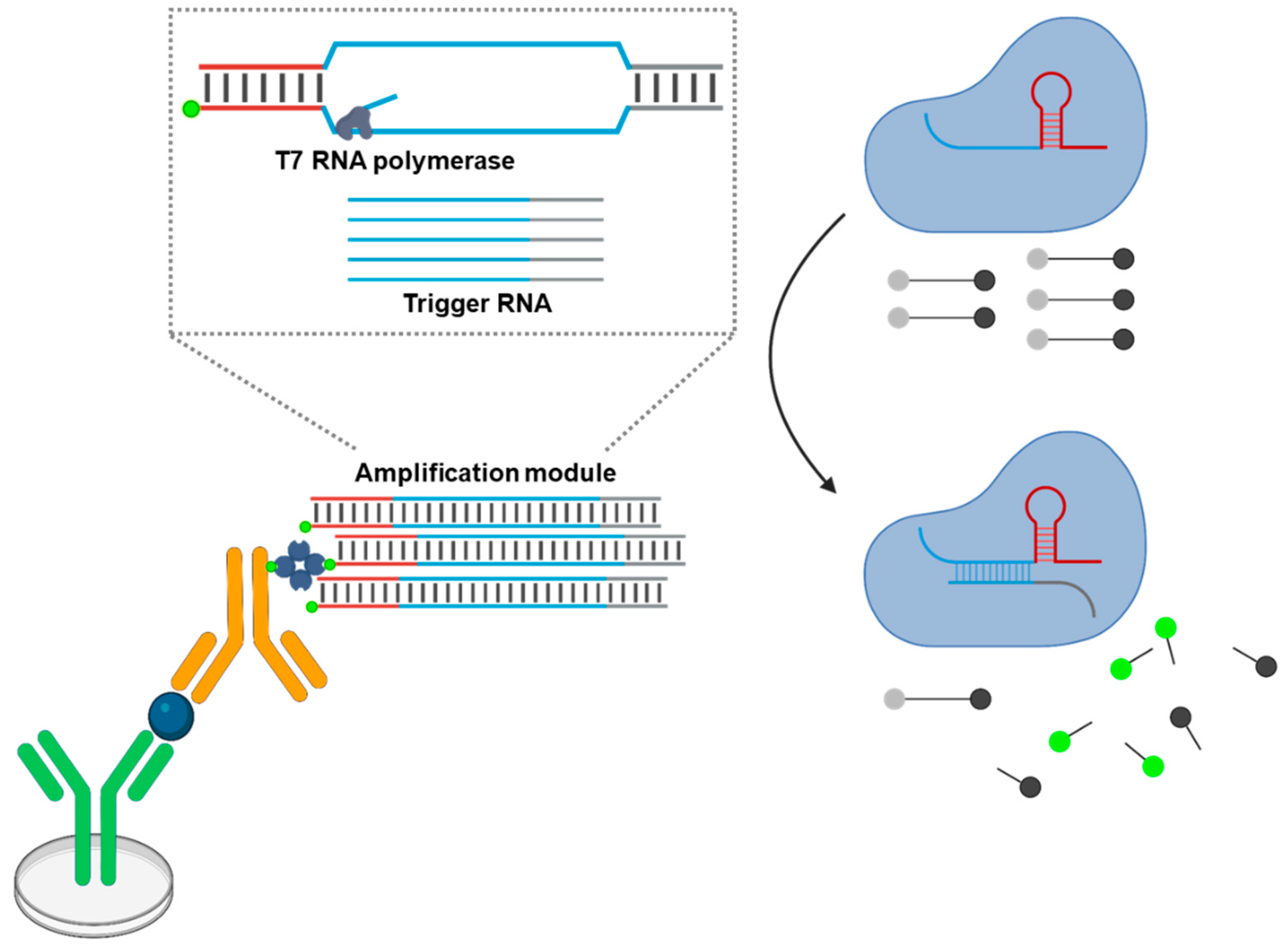 Biosensors 15 00434 g005