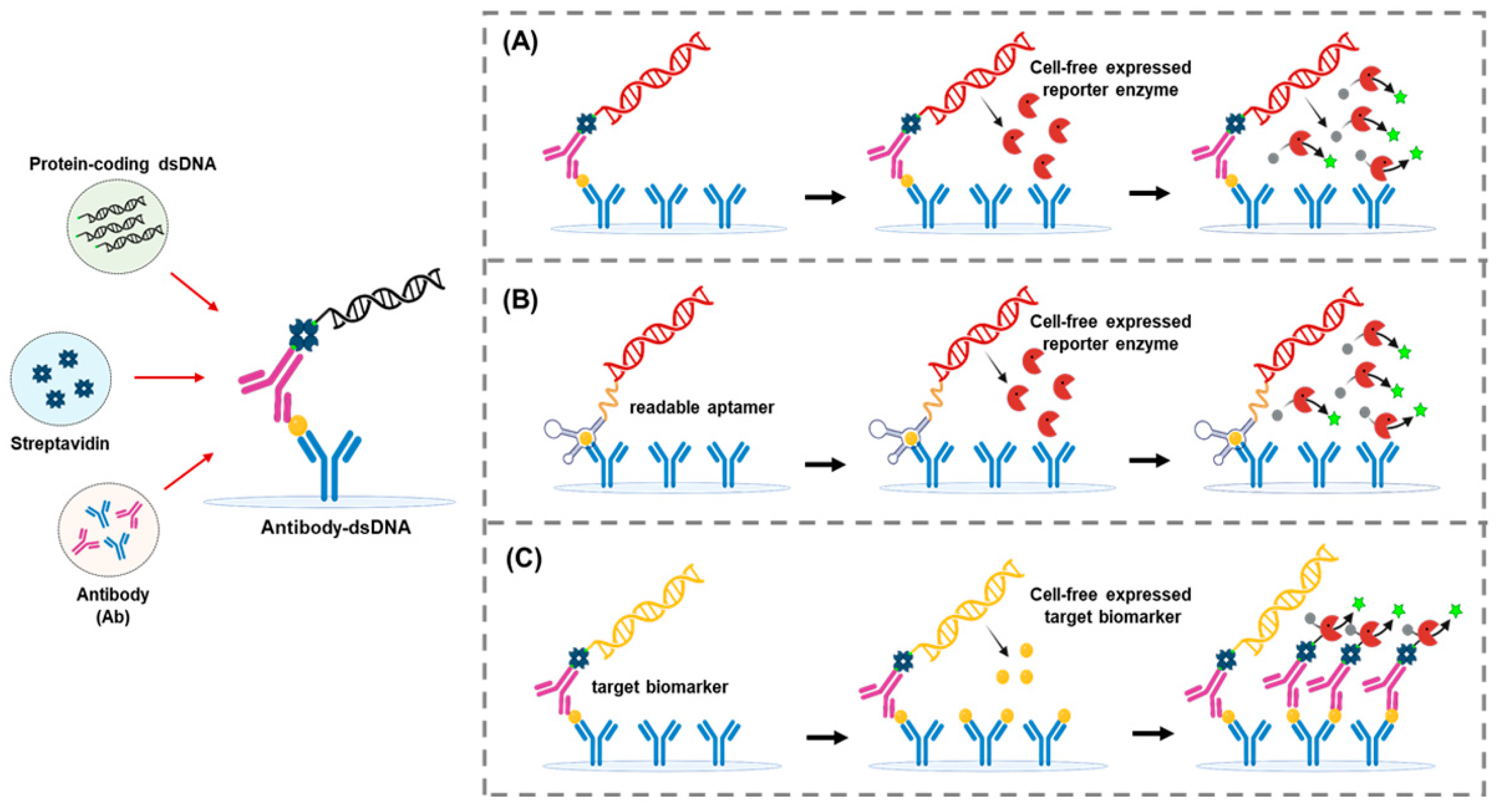 Biosensors 15 00434 g006