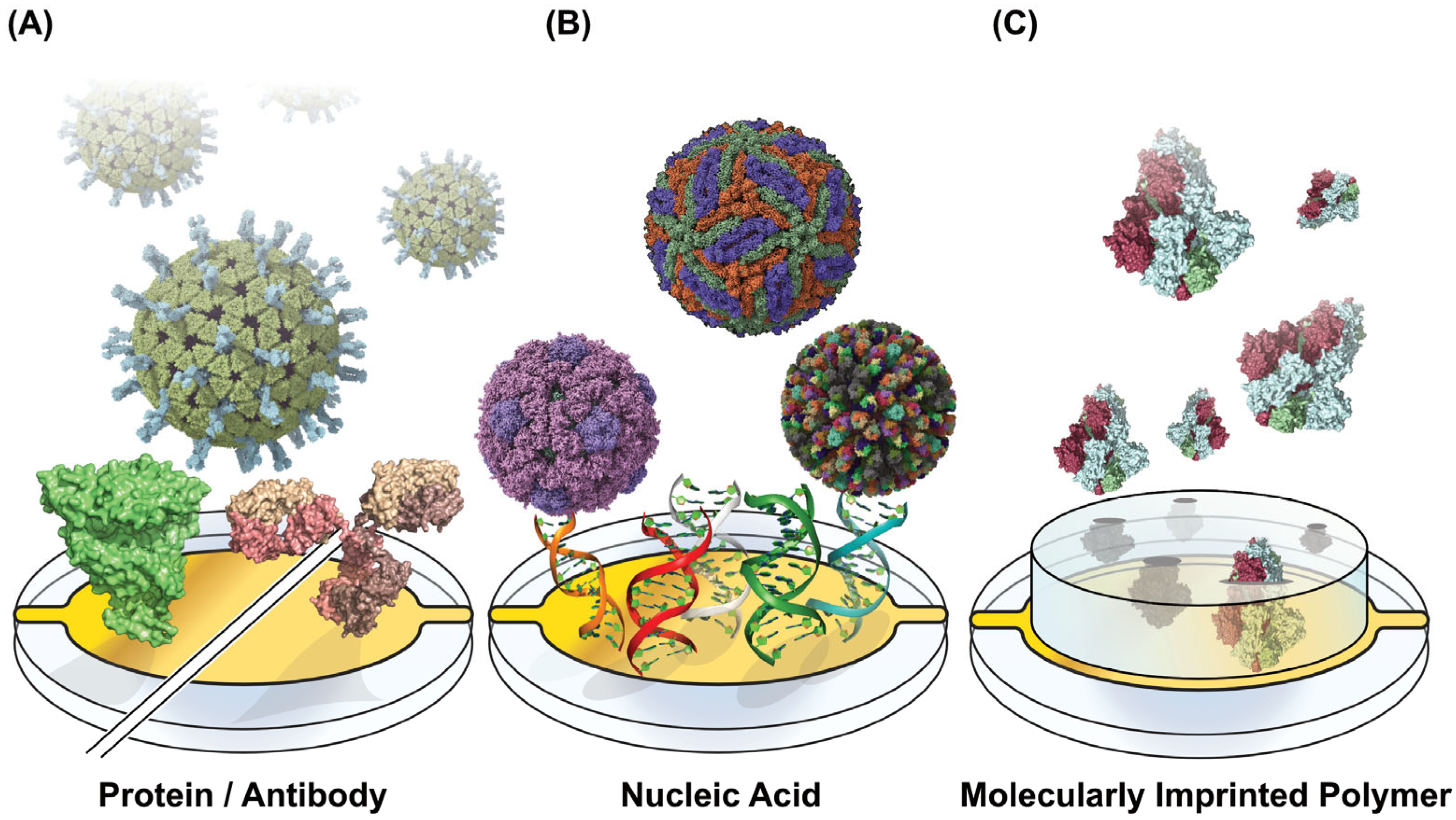 Biosensors 15 00436 g001