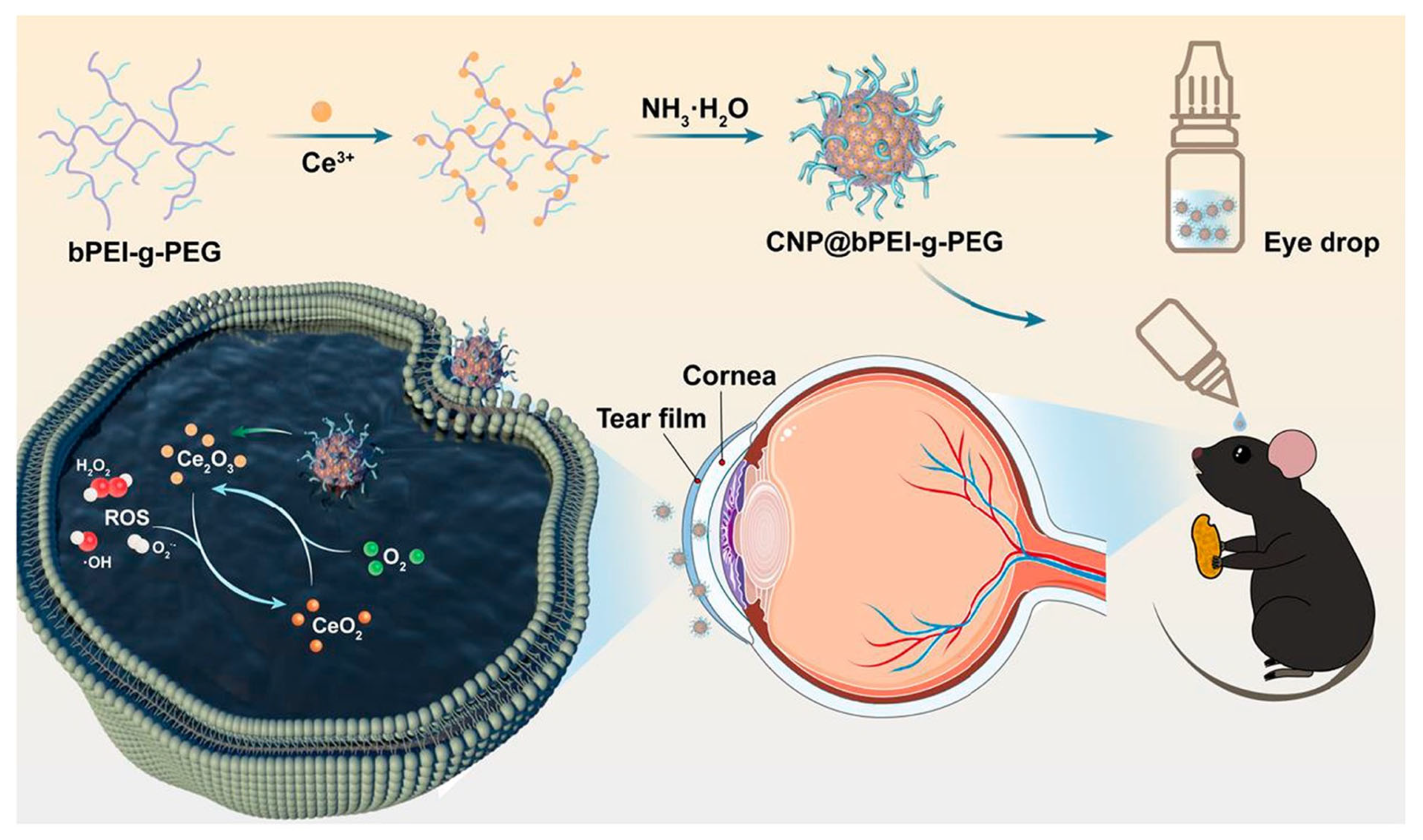 Biosensors 15 00437 g001