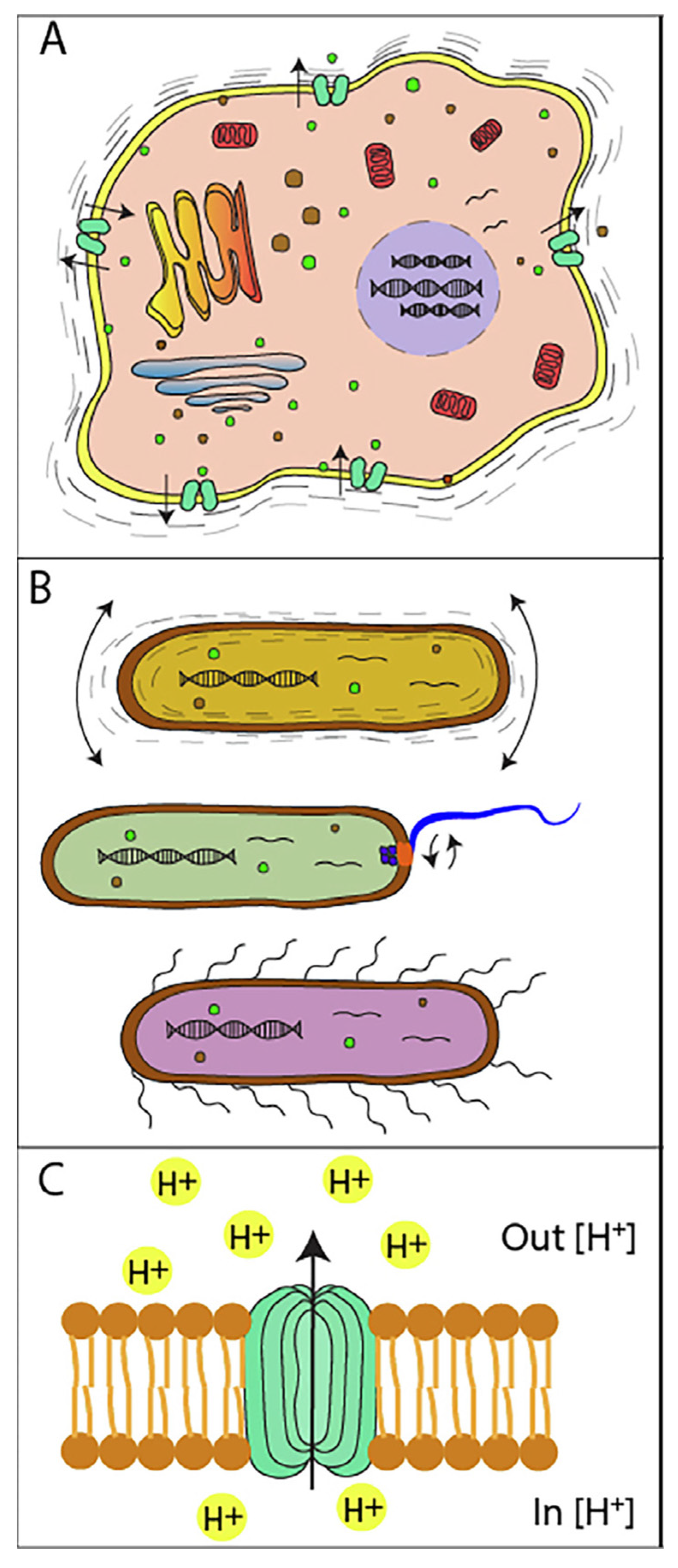 Biosensors 15 00455 g002
