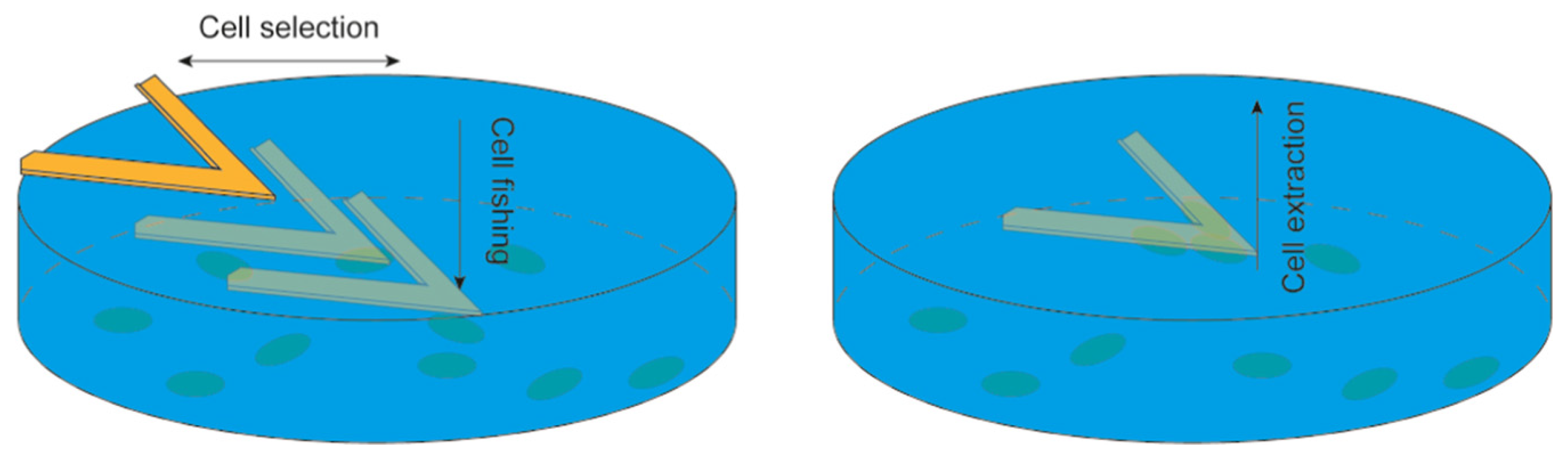 Biosensors 15 00455 g005