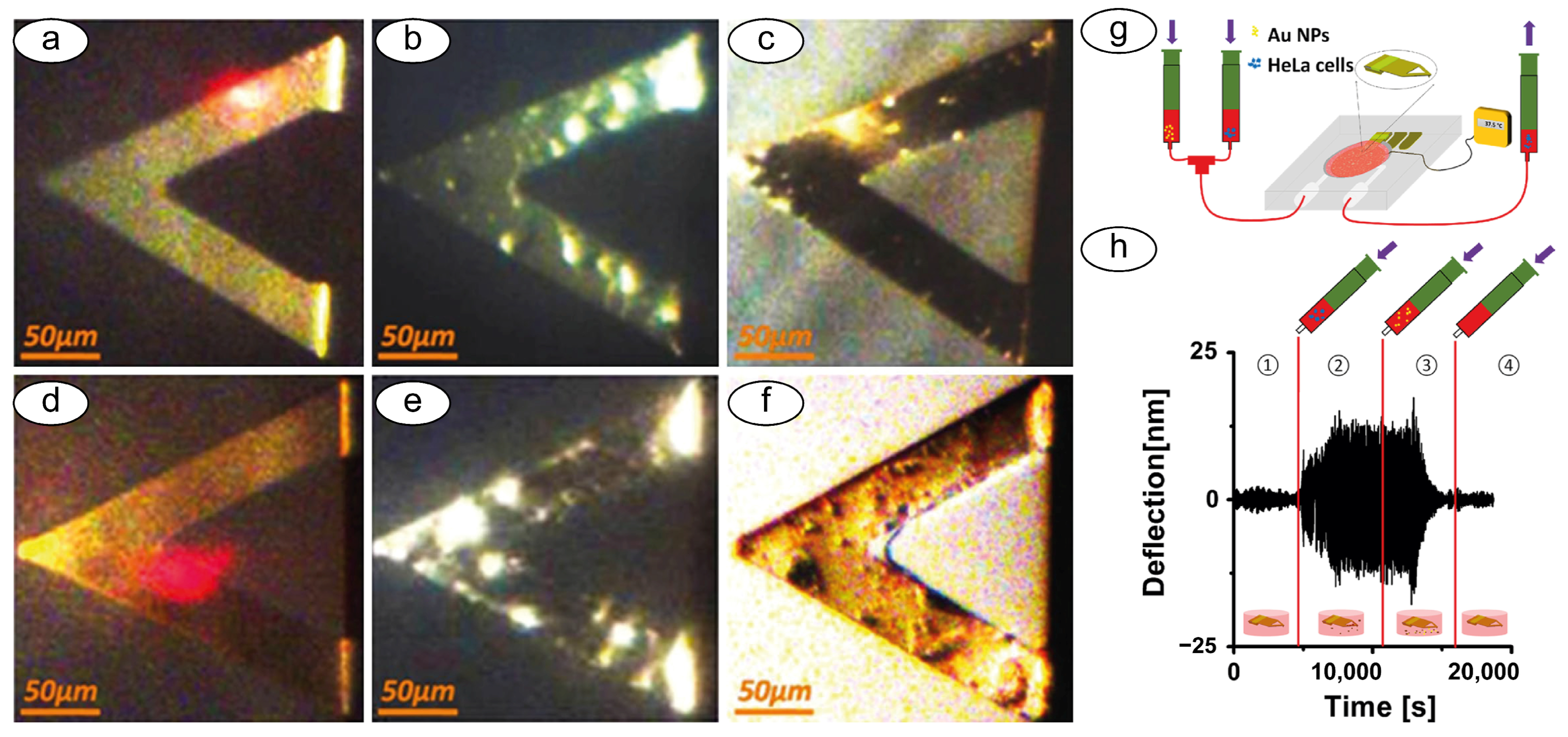 Biosensors 15 00455 g006