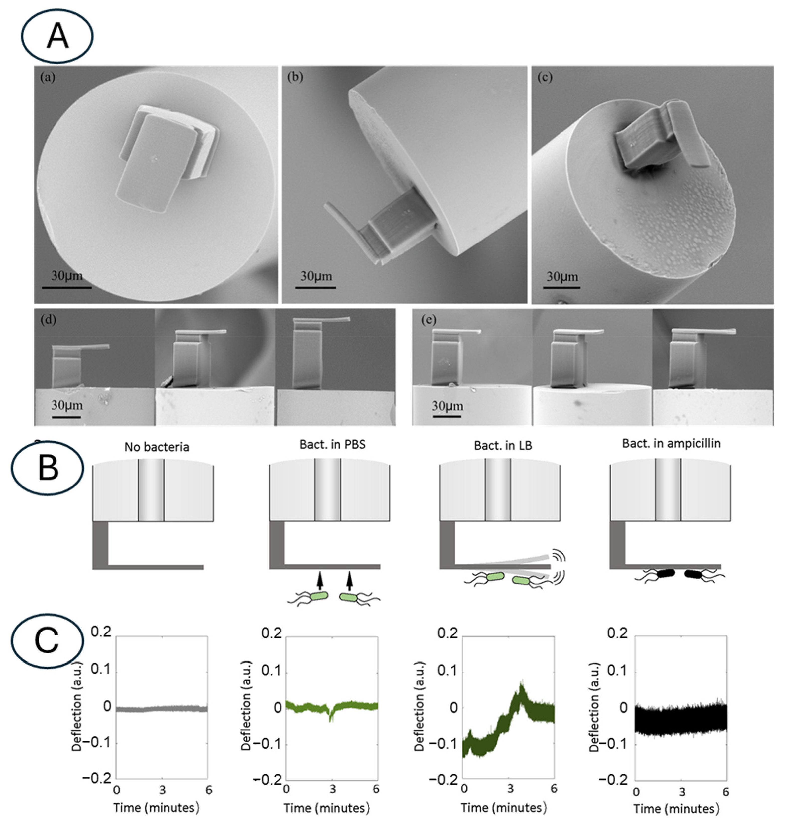Biosensors 15 00455 g009