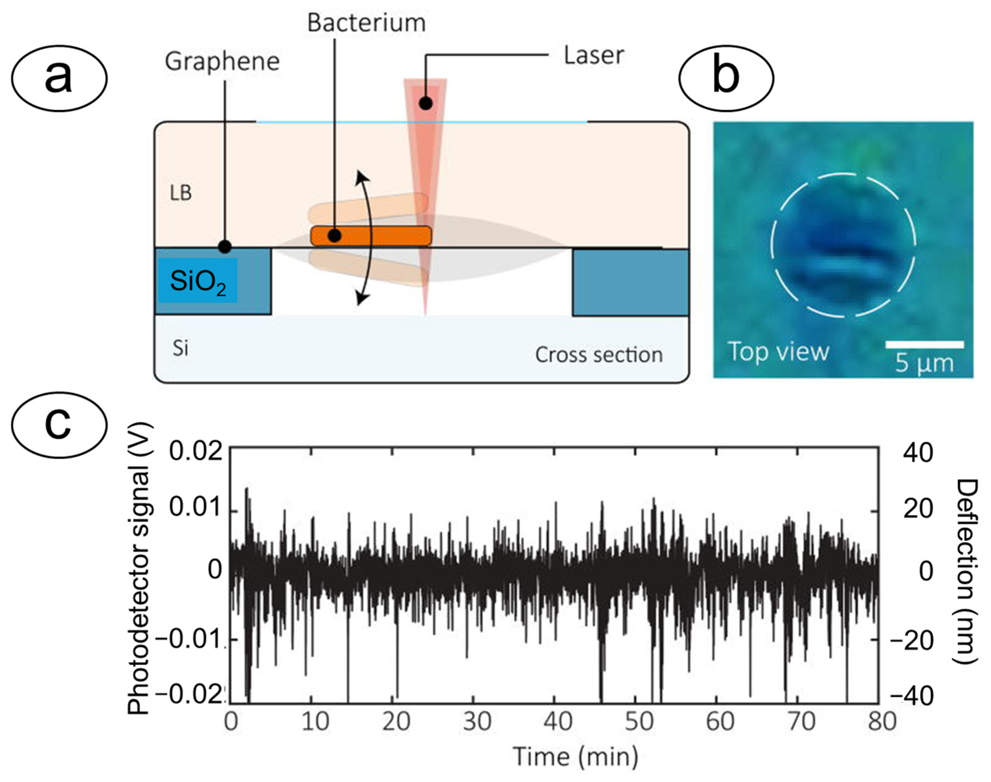 Biosensors 15 00455 g010