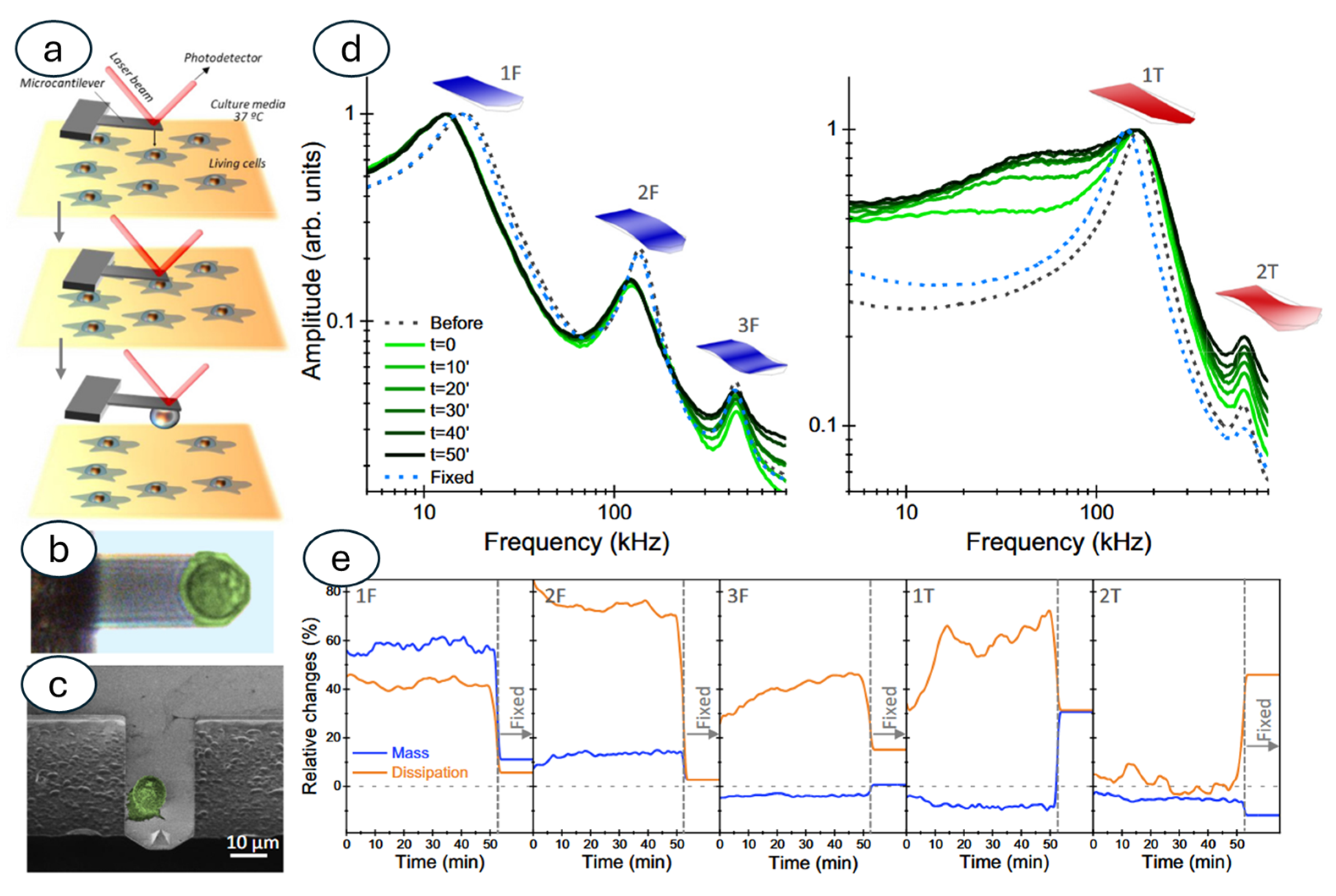 Biosensors 15 00455 g011