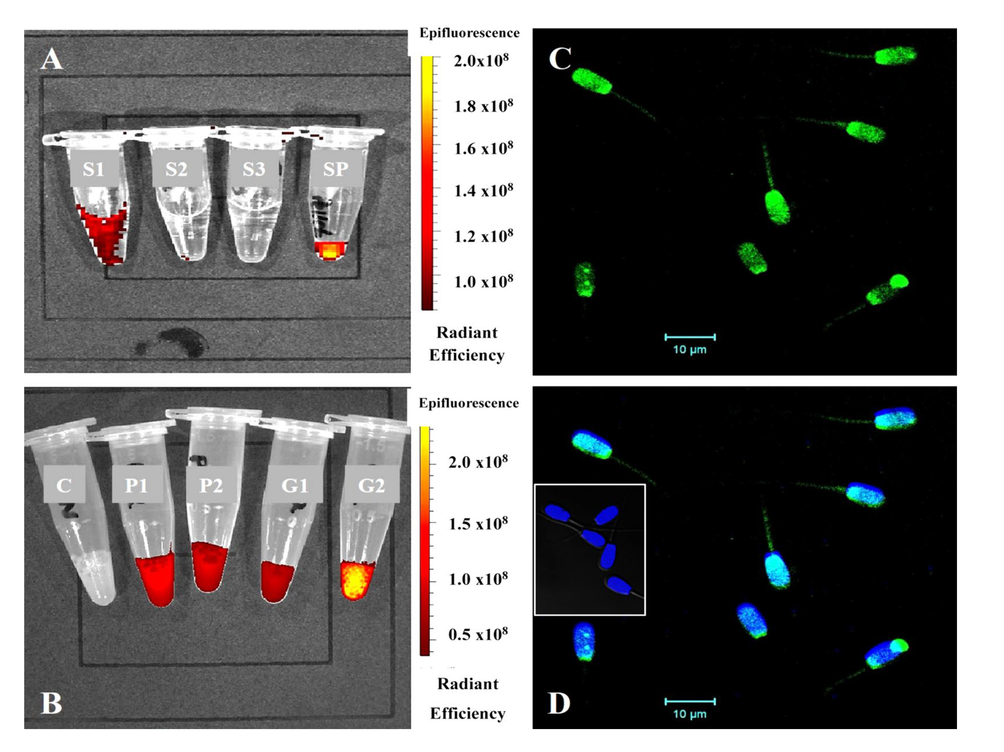 Biosensors 15 00456 g004