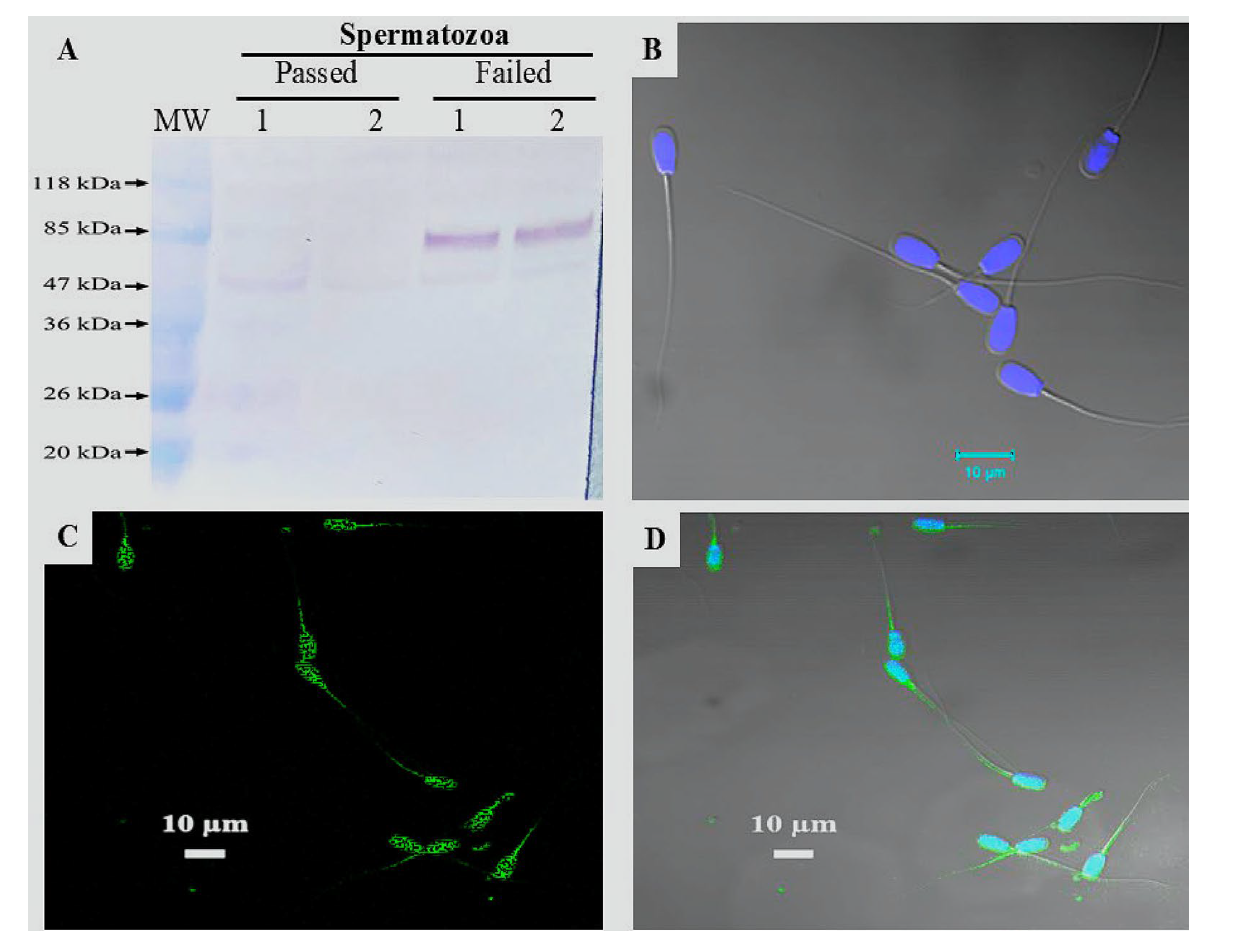 Biosensors 15 00456 g005